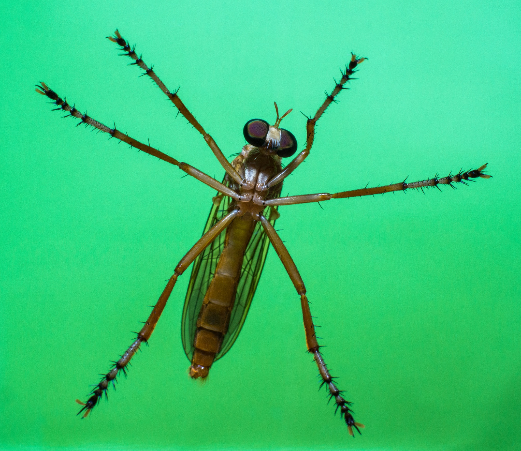 Sony SLT-A77 + Sony 100mm F2.8 Macro sample photo