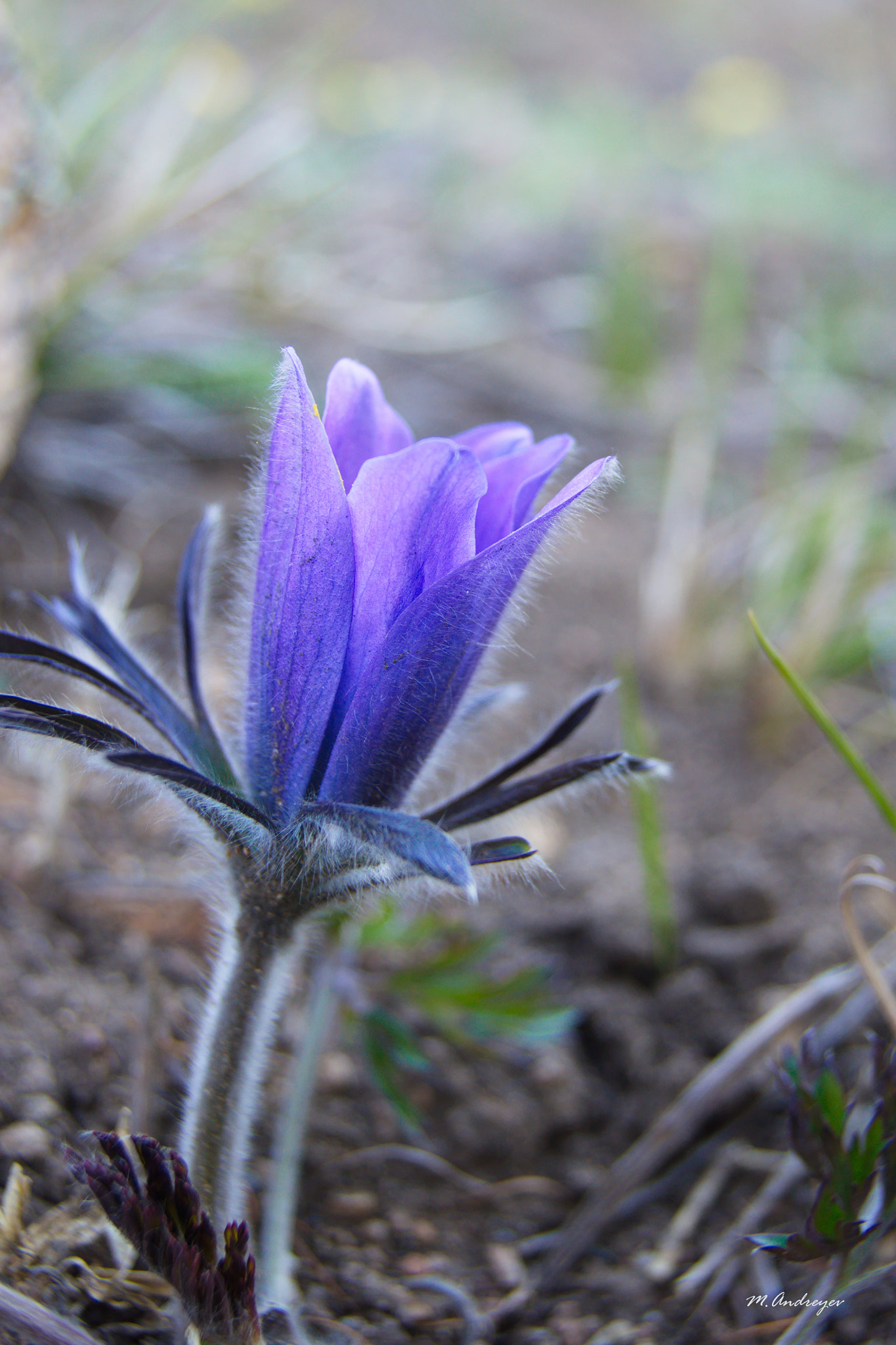 Sony Alpha DSLR-A580 sample photo. Baikal flower photography