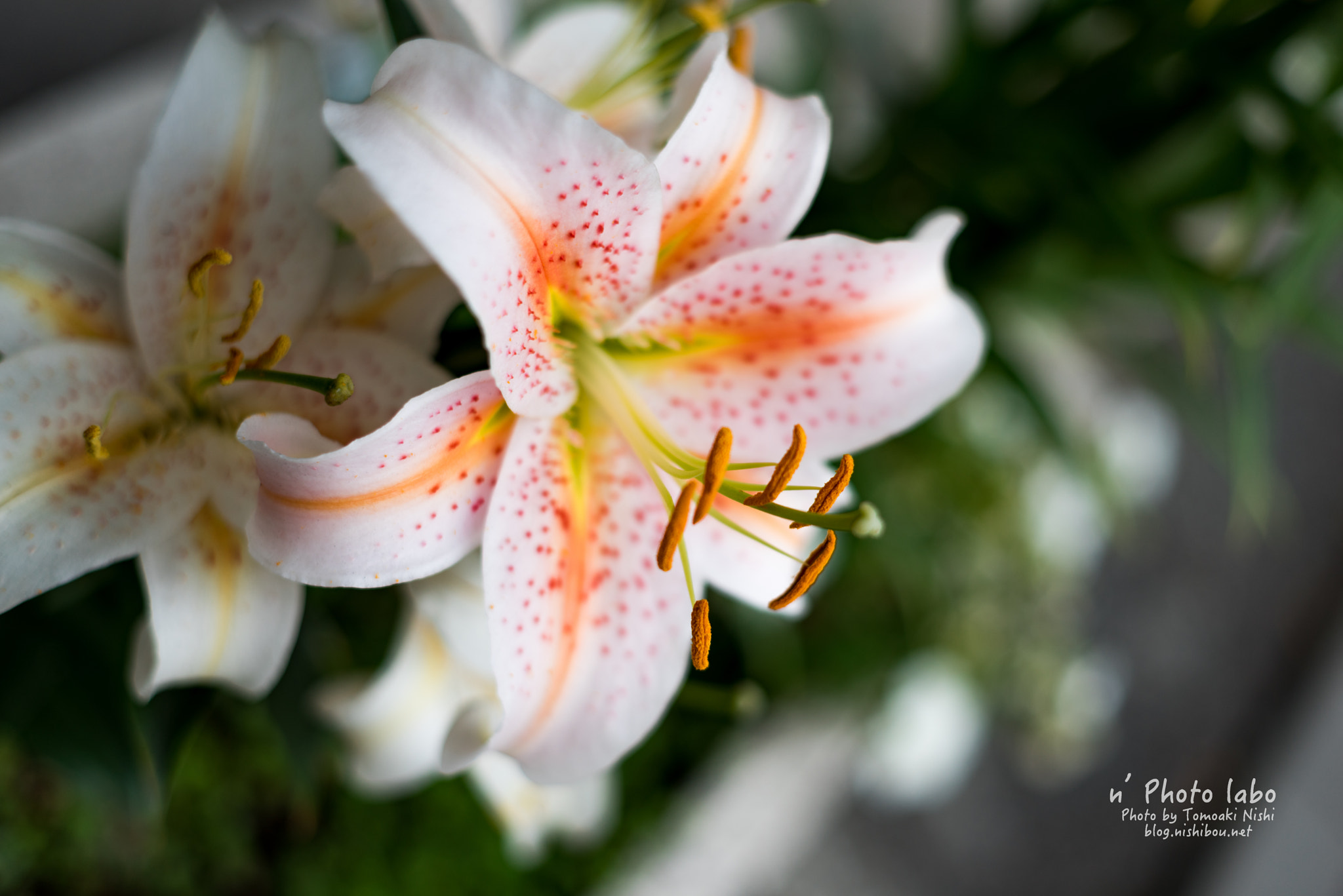 Sony a7R + E 50mm F2 sample photo. 花 photography