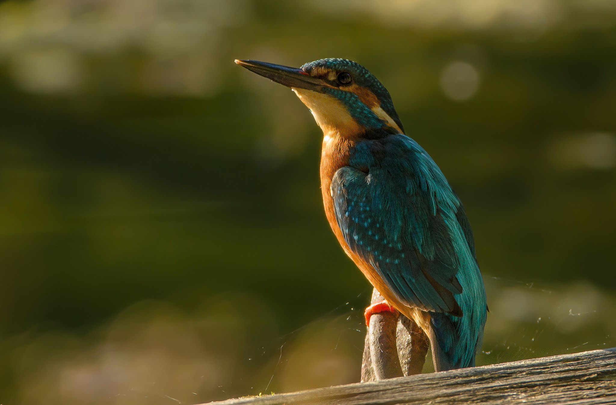 Sigma 150-600mm F5-6.3 DG OS HSM | C sample photo. Kingfisher photography