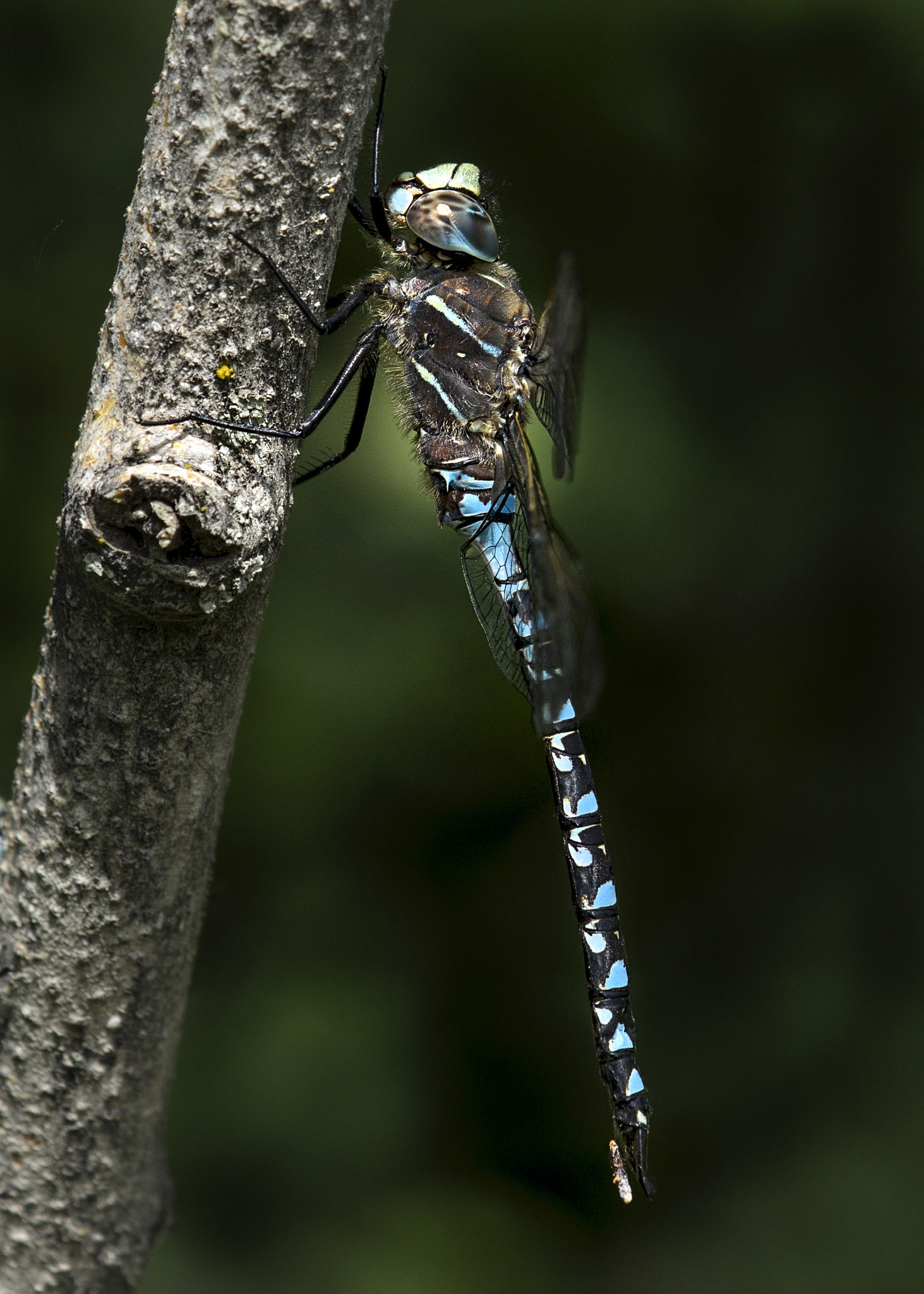Nikon AF-S DX Micro-Nikkor 85mm F3.5G ED VR sample photo. Blue dragon photography