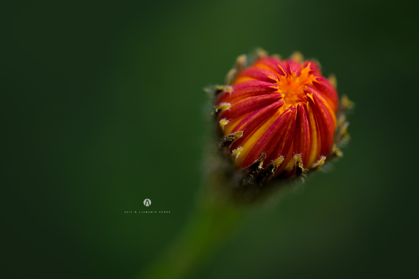 ZEISS Touit 50mm F2.8 sample photo. Red photography