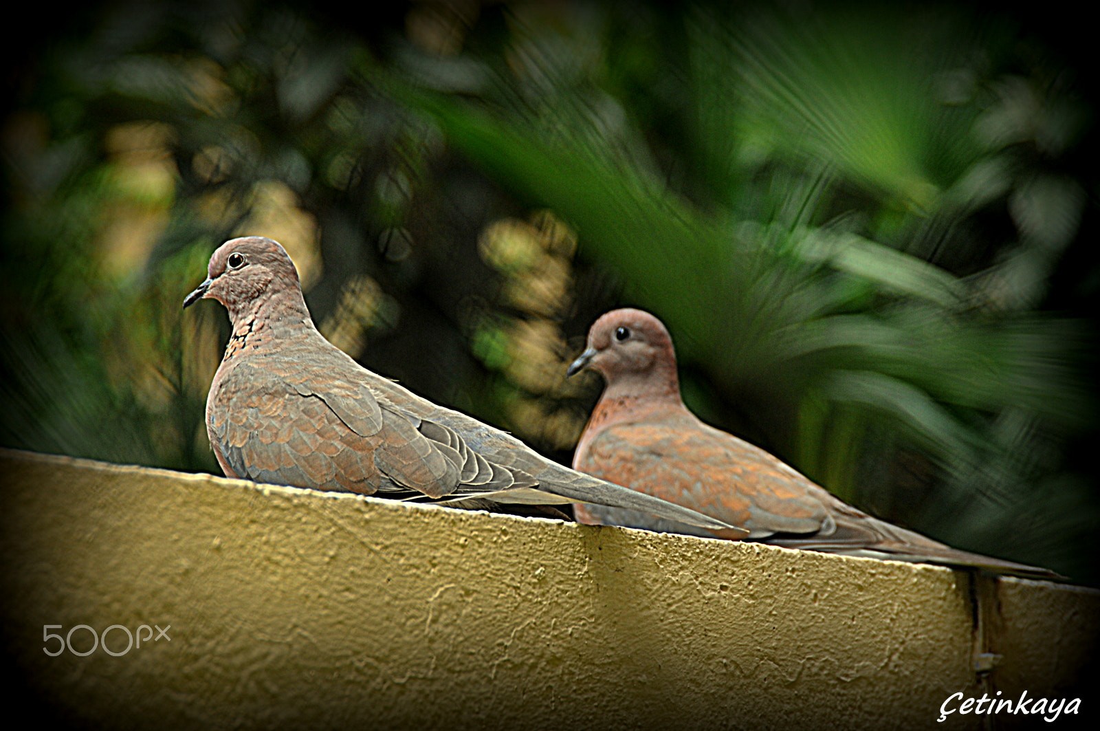 Nikon D300S sample photo. Doves photography