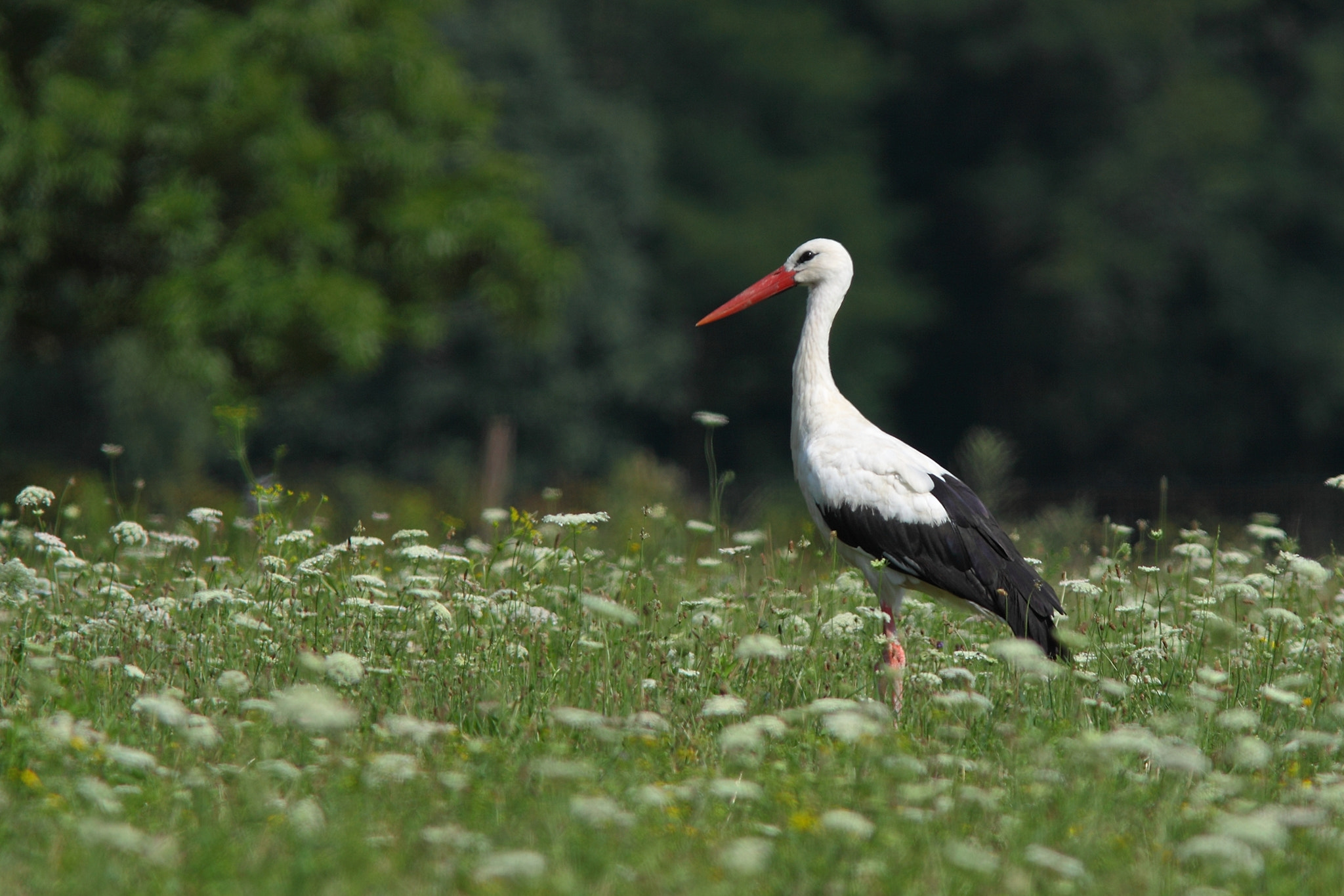 Canon EF 300mm F4L IS USM sample photo. Ciconia ciconia photography