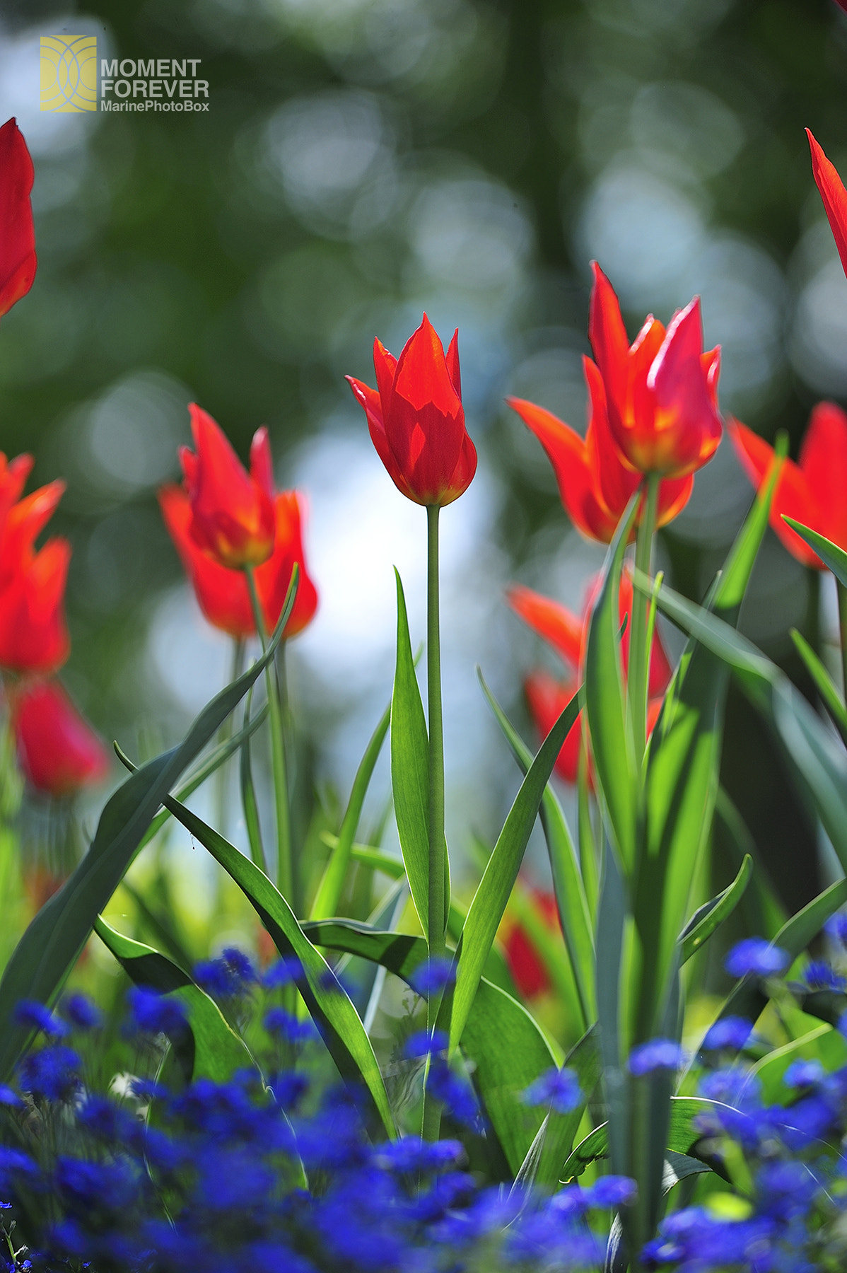 AF-S Zoom-Nikkor 80-200mm f/2.8D IF-ED sample photo. Tulips in the vivid photography