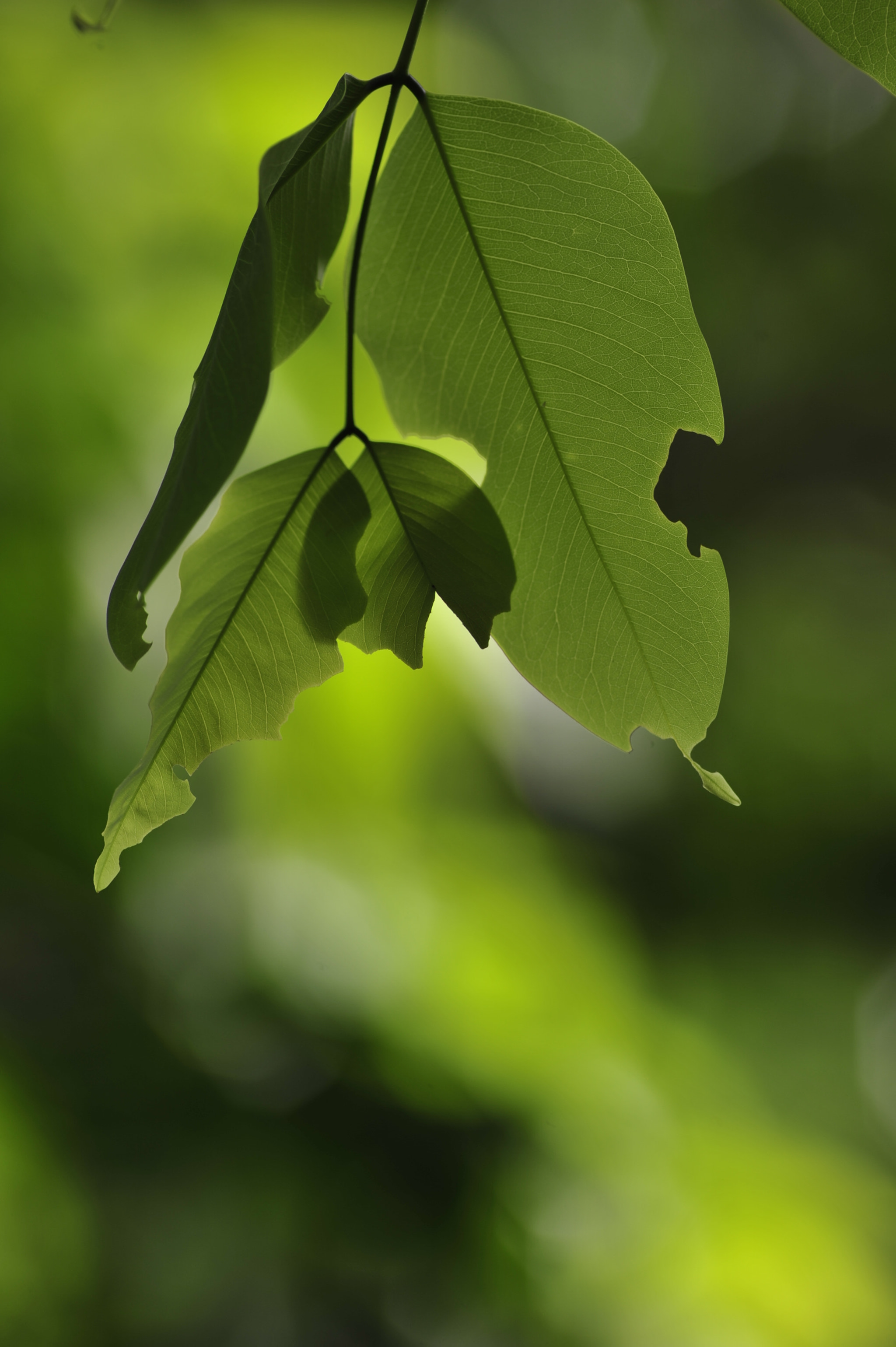 Nikon D3 + Nikon AF Nikkor 180mm F2.8D ED-IF sample photo. .. photography