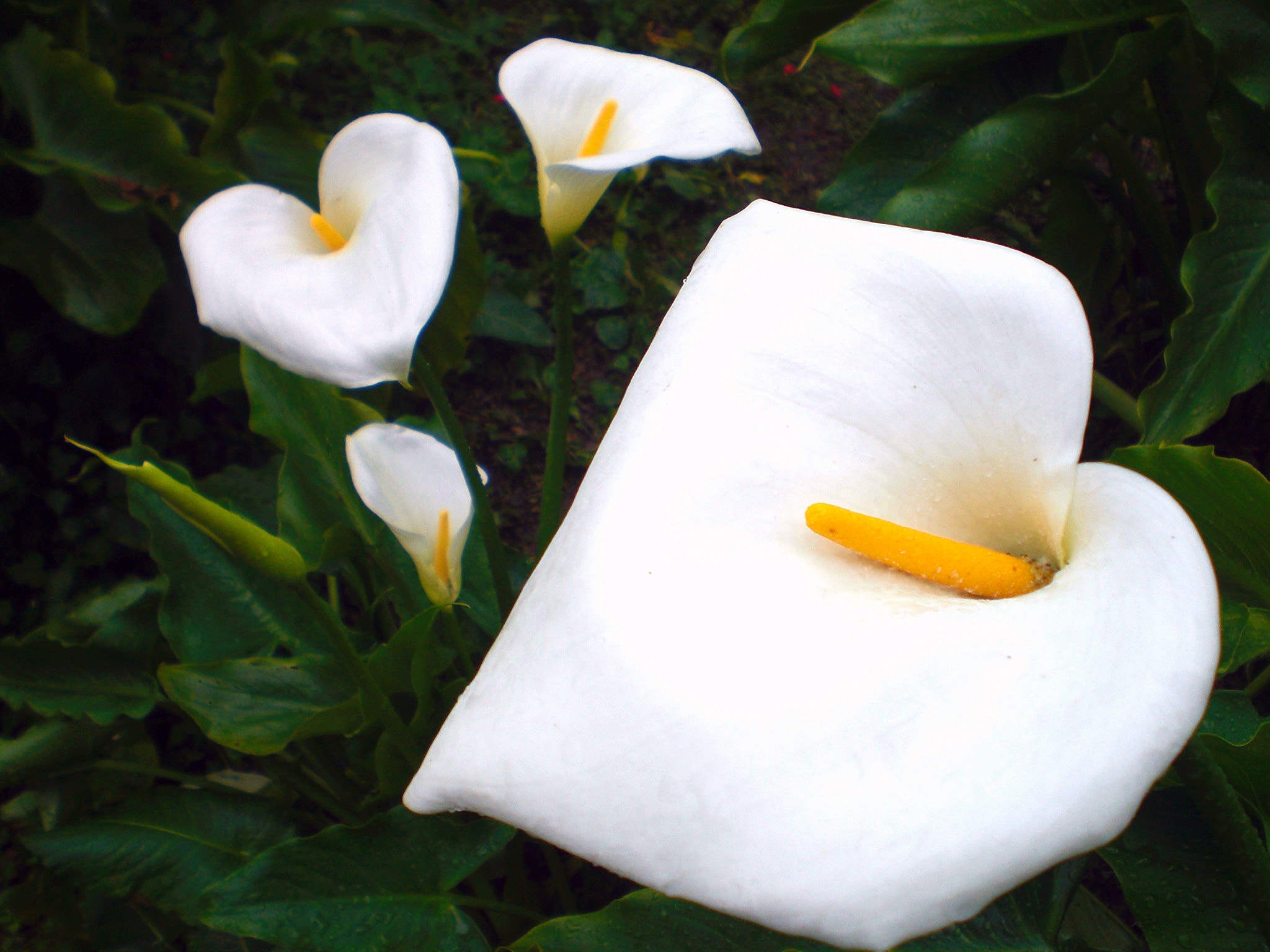 CASIO EX-Z77 sample photo. Calla photography