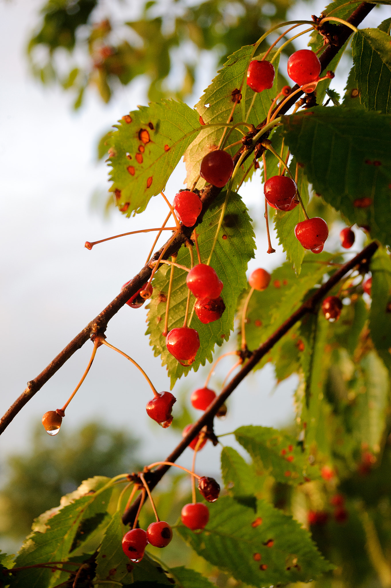 AF Zoom-Nikkor 28-80mm f/3.3-5.6G sample photo. . photography