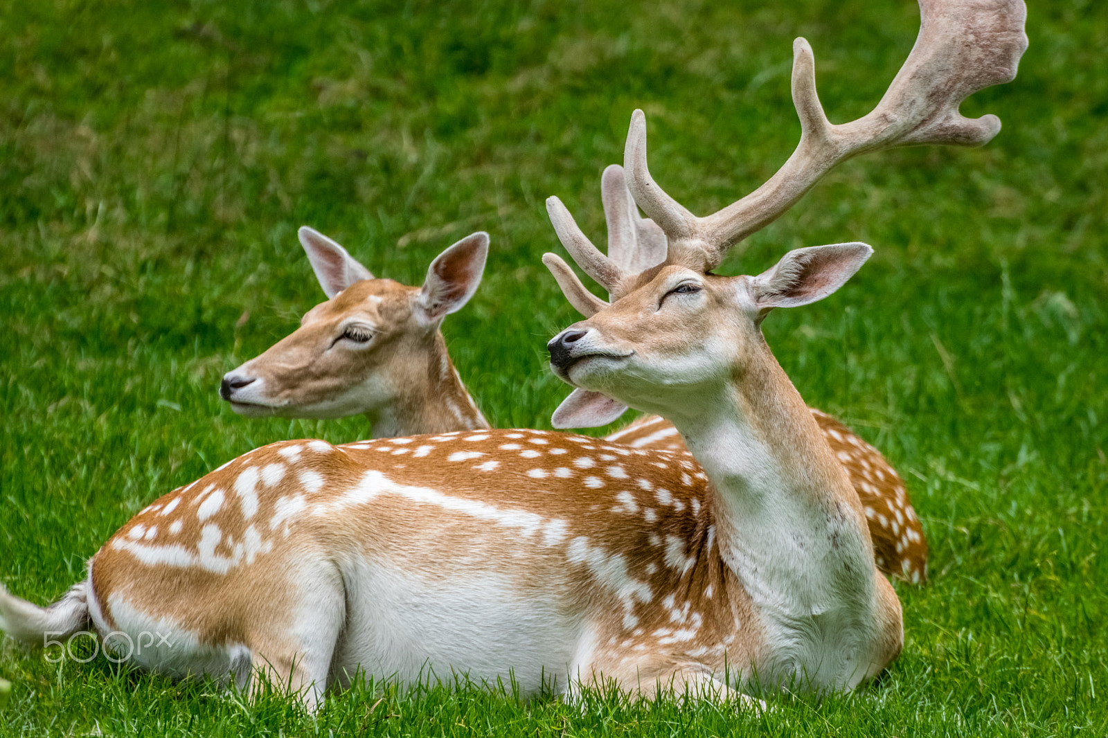 Nikon D5300 + Sigma 50-500mm F4.5-6.3 DG OS HSM sample photo. Fallow deer photography