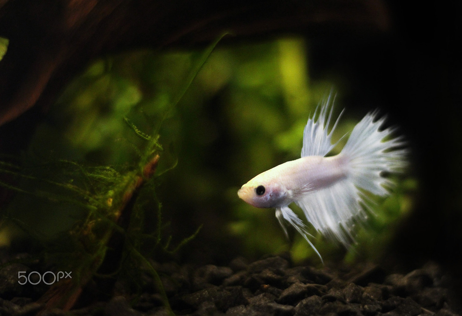 Canon EOS M + Canon EF 50mm F1.8 STM sample photo. Mr. white crowntail betta photography