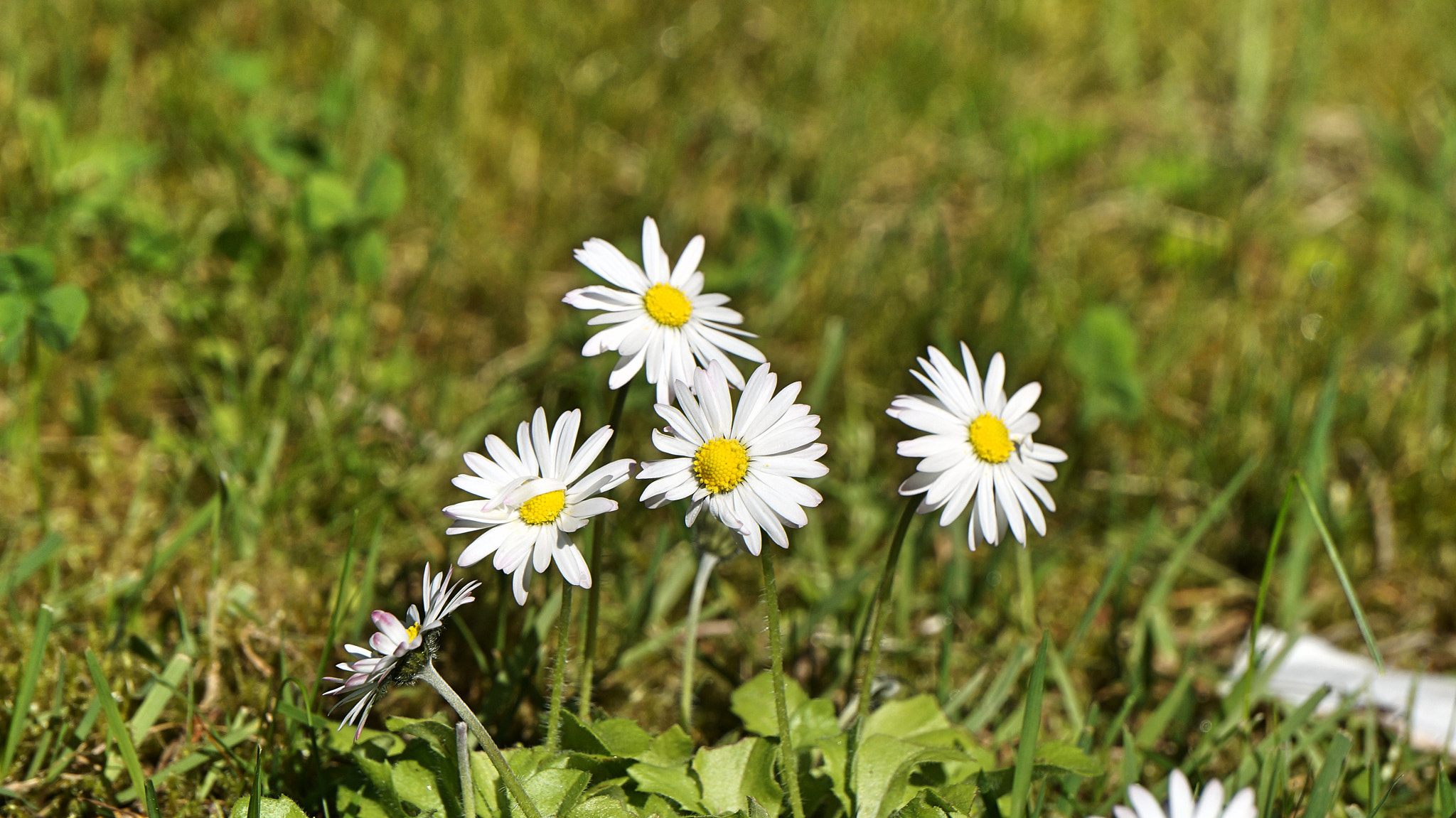 Sony Alpha NEX-F3 sample photo. Daisys photography