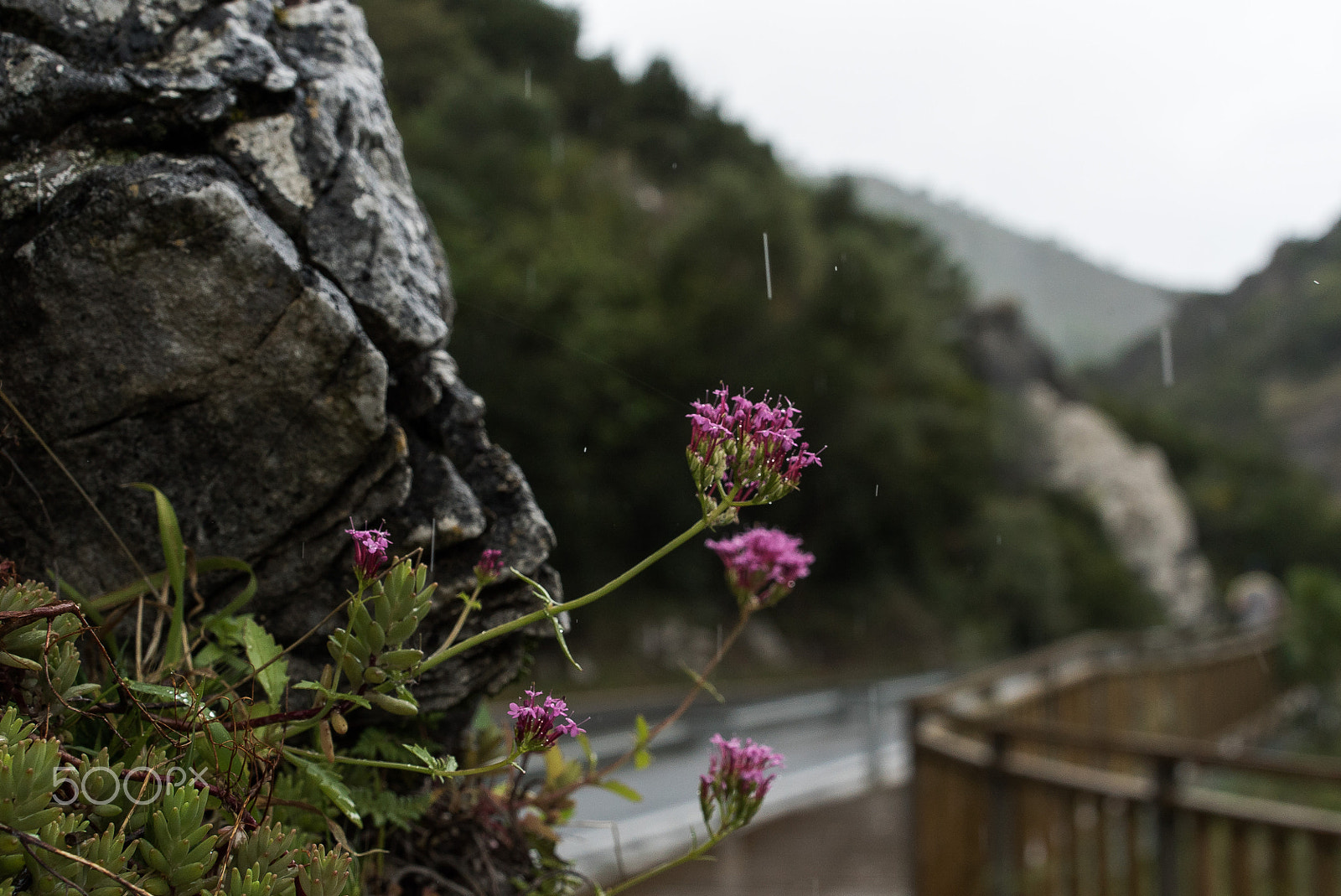 Sony a7S II + Sony Sonnar T* FE 55mm F1.8 ZA sample photo. Flower with raine photography