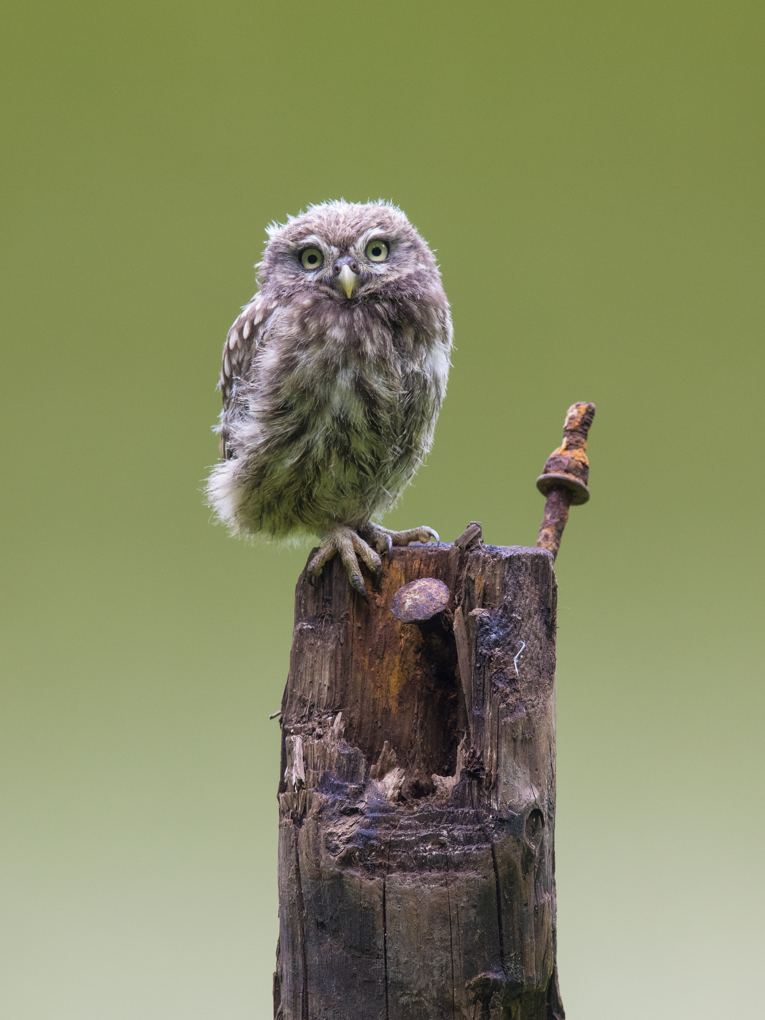 Olympus OM-D E-M1 + OLYMPUS 300mm Lens sample photo. Young little owl photography