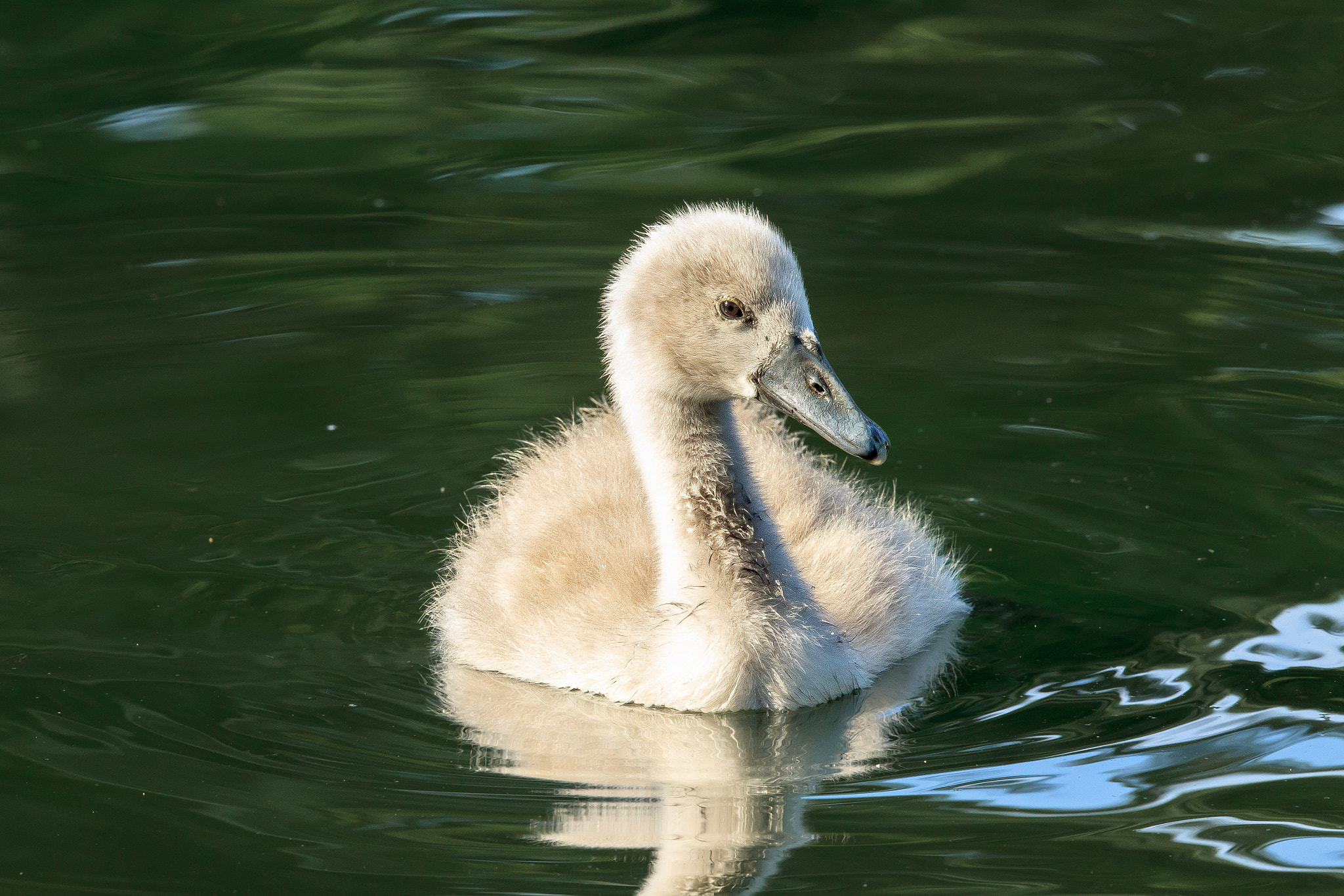 Canon EF 500mm F4L IS II USM sample photo. Mute swan cygnet photography
