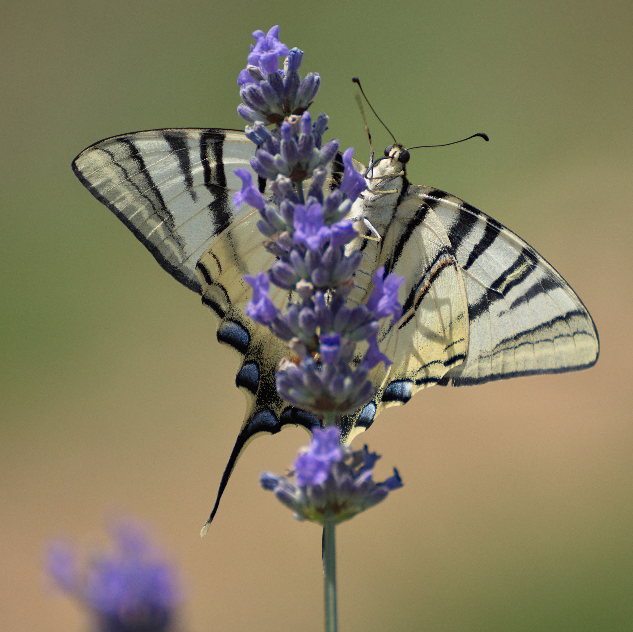 Sony SLT-A65 (SLT-A65V) + Tamron SP 70-300mm F4-5.6 Di USD sample photo. Butterfly photography