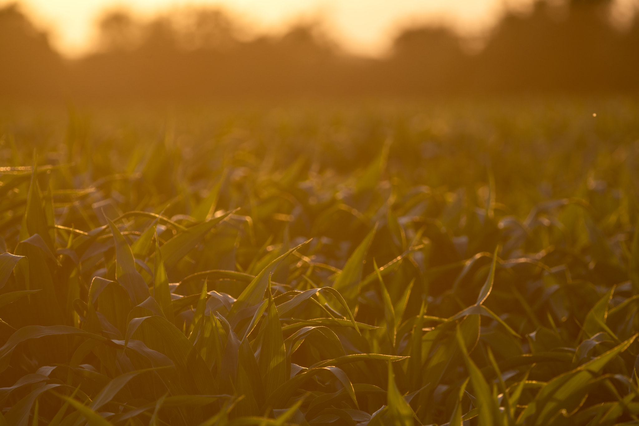 Sony a7R II + Canon EF 400mm F5.6L USM sample photo. Maize field at sunset photography
