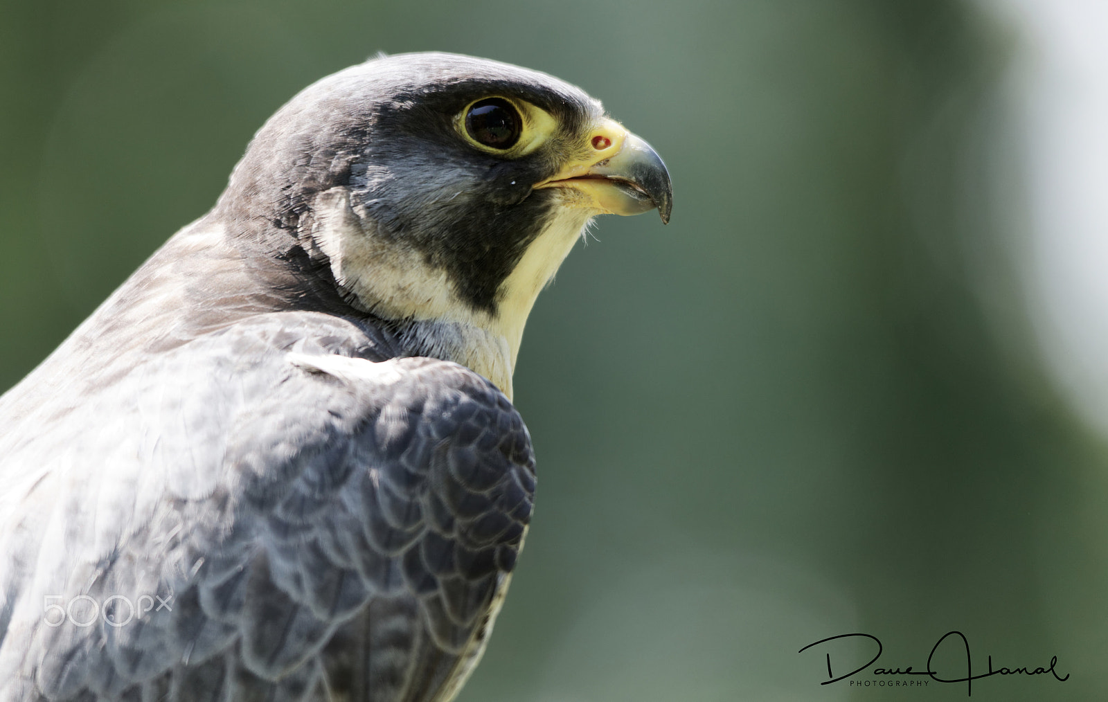 Canon EOS 5DS + Sigma 150-500mm F5-6.3 DG OS HSM sample photo. Peregrine falcon photography