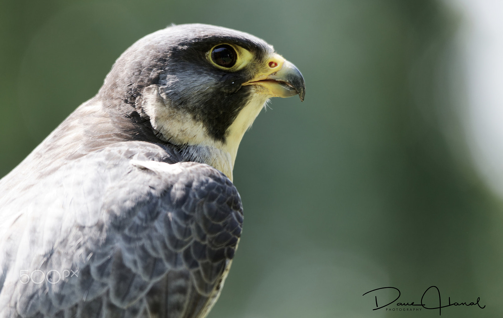 Sigma 150-500mm F5-6.3 DG OS HSM sample photo. Peregrine falcon photography