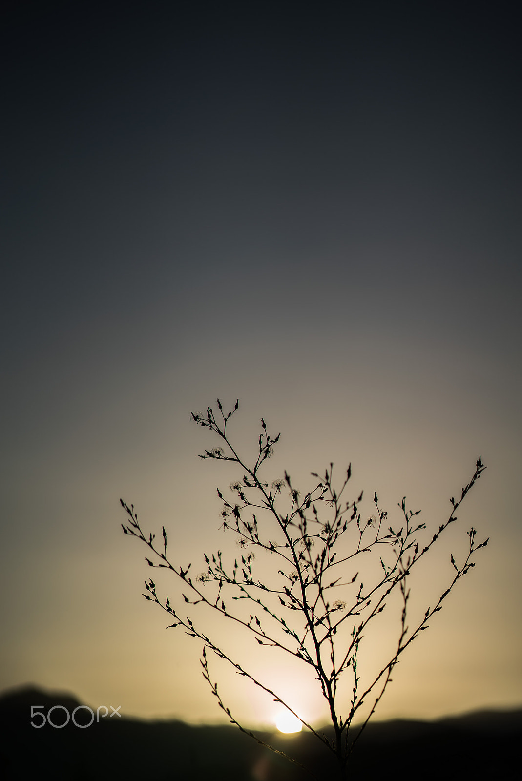 Sony a7S II + Sony Sonnar T* FE 55mm F1.8 ZA sample photo. Tree with sunset photography