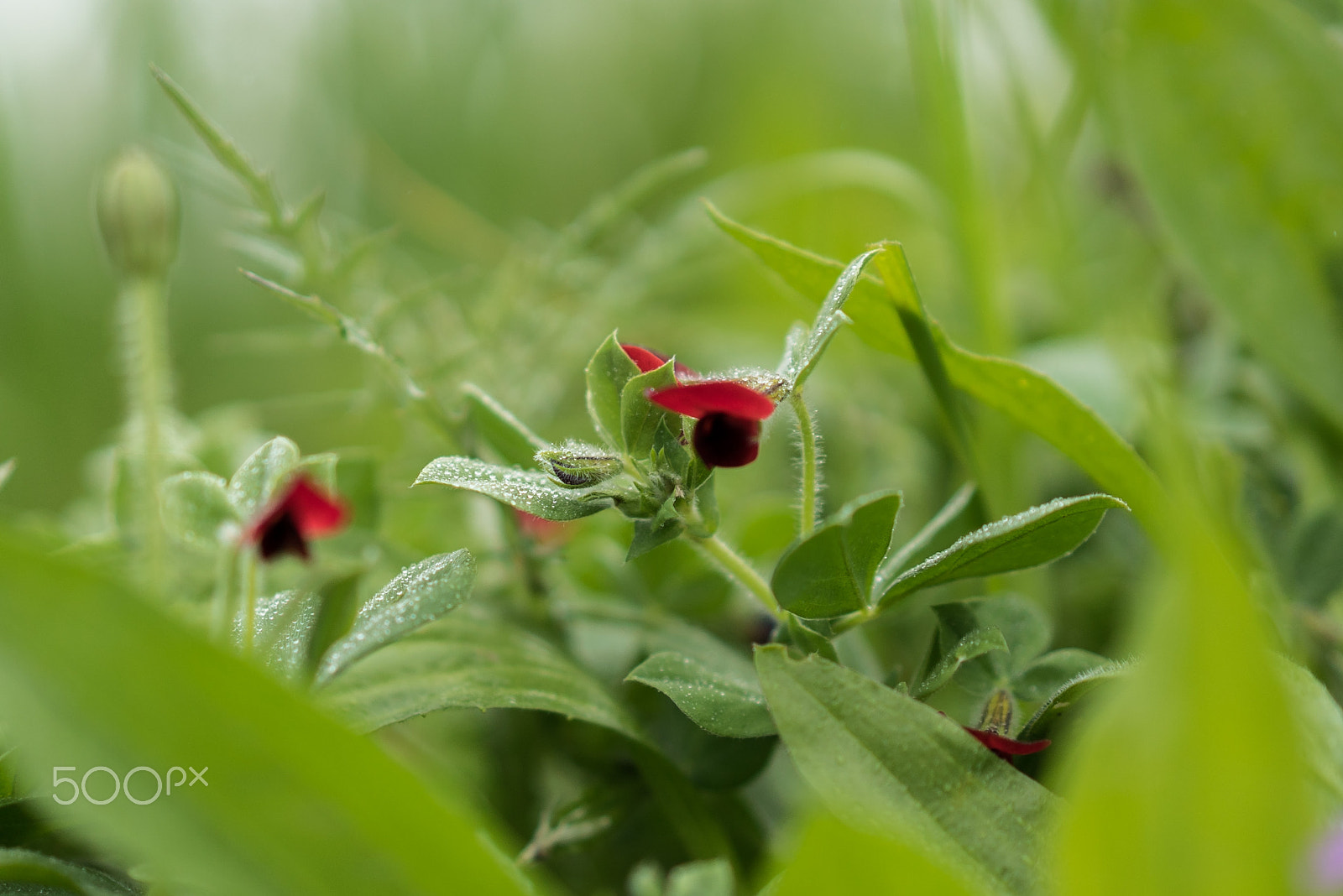 Sony a7S II + Sony Sonnar T* FE 55mm F1.8 ZA sample photo. Flowers photography