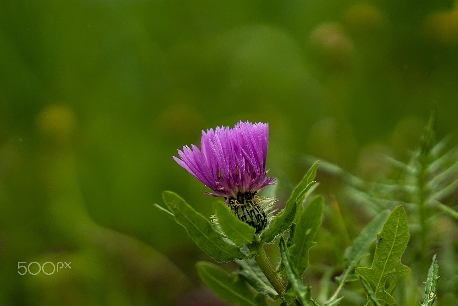 Sony a7S II + Sony Sonnar T* FE 55mm F1.8 ZA sample photo. Flower with rainy day photography