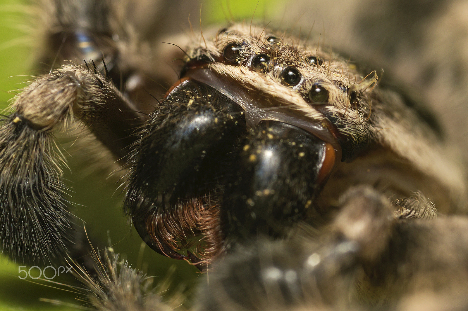 Canon MP-E 65mm F2.5 1-5x Macro Photo sample photo. Arañon de monte photography