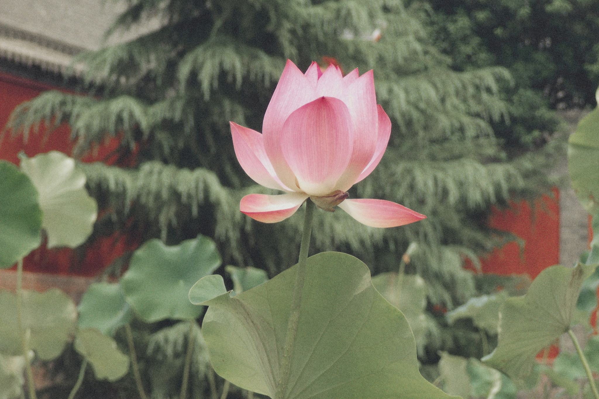 Fujifilm FinePix J150W sample photo