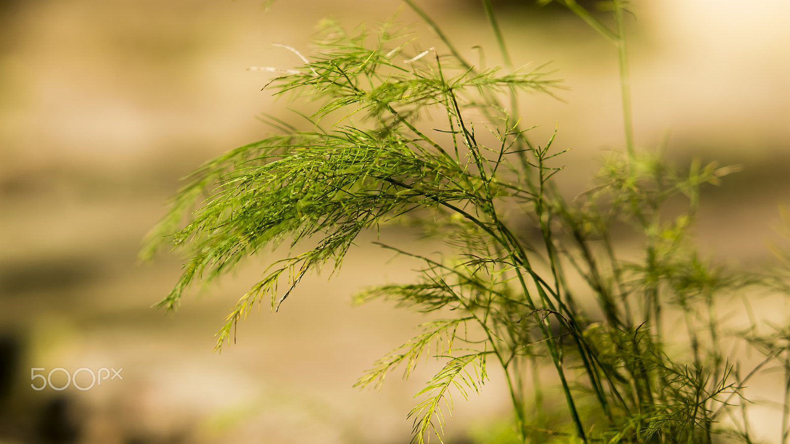 Nikon AF-S Micro-Nikkor 60mm F2.8G ED sample photo. ... photography