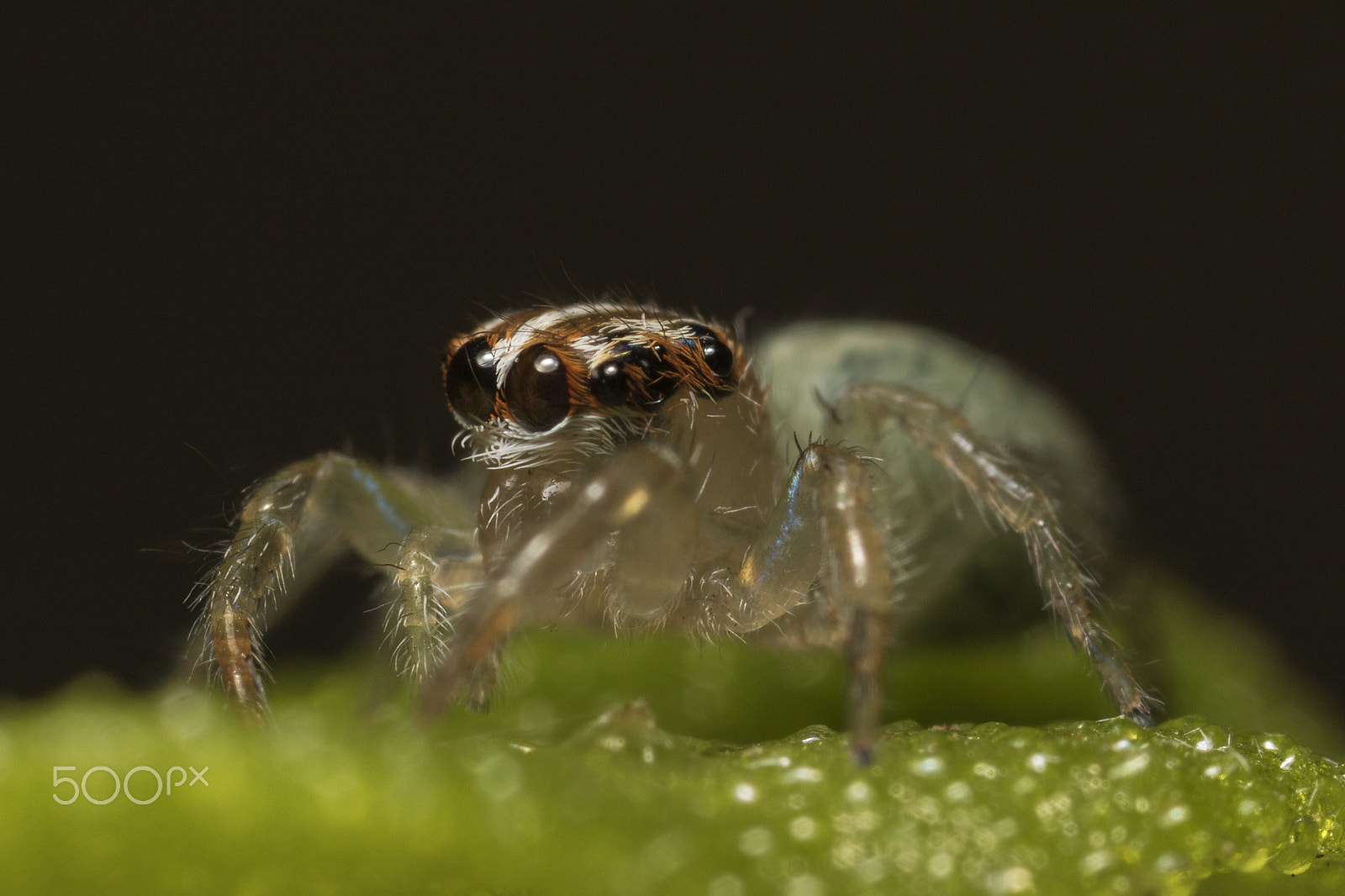 Canon MP-E 65mm F2.5 1-5x Macro Photo sample photo. Saltarina photography