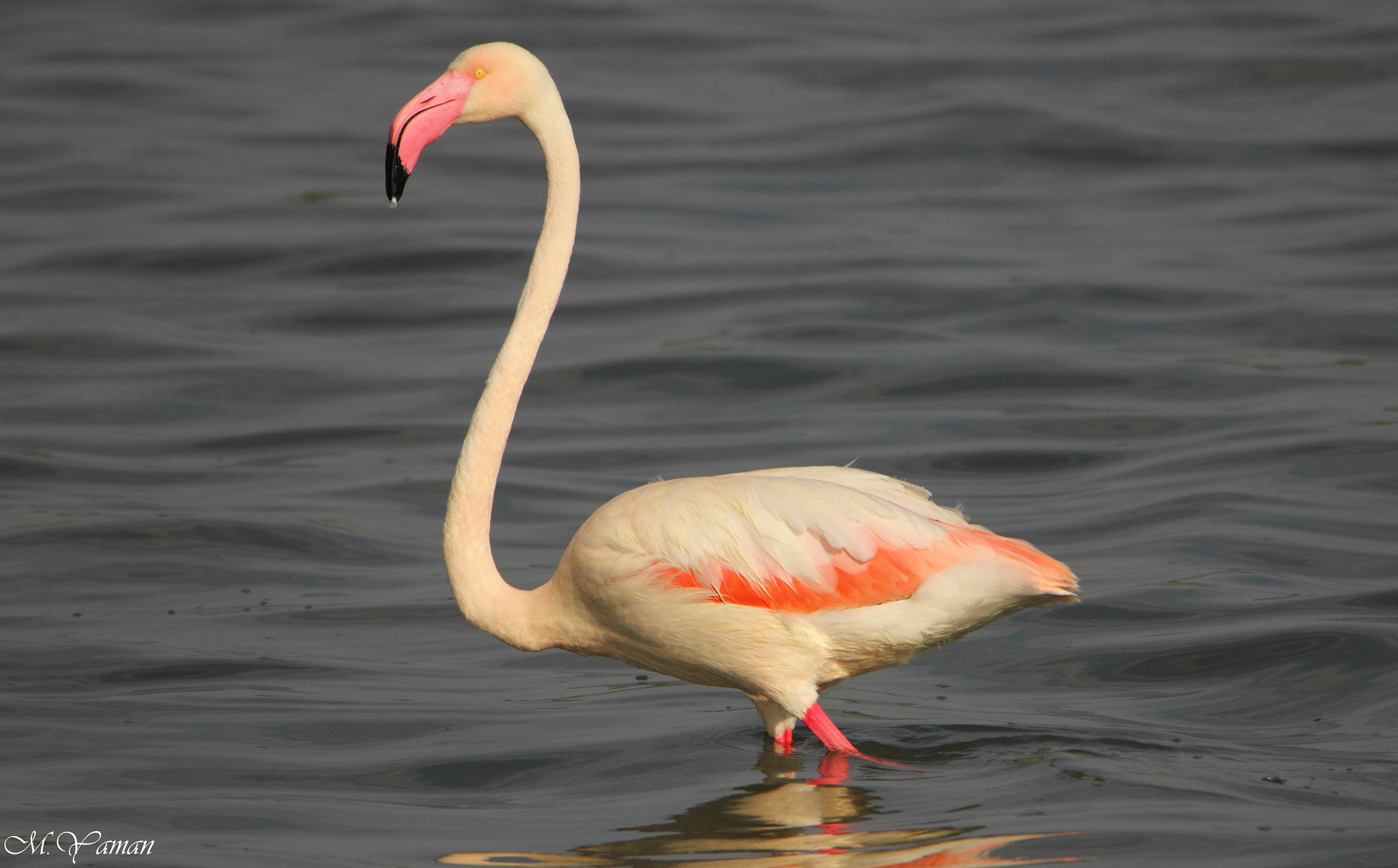 Tamron SP 150-600mm F5-6.3 Di VC USD sample photo. Flamingo photography