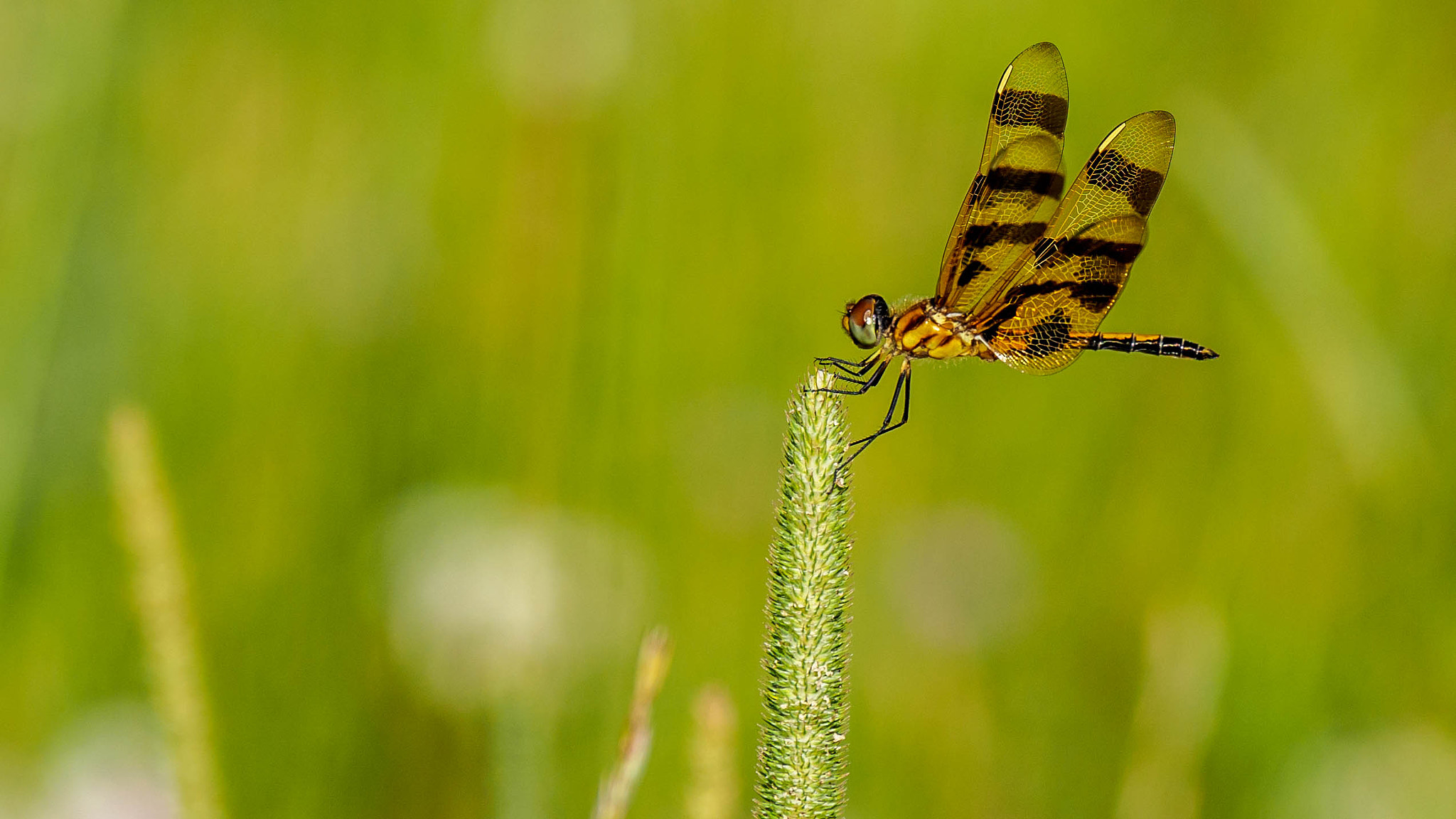 Panasonic Lumix G X Vario 35-100mm F2.8 OIS sample photo. Pole position photography