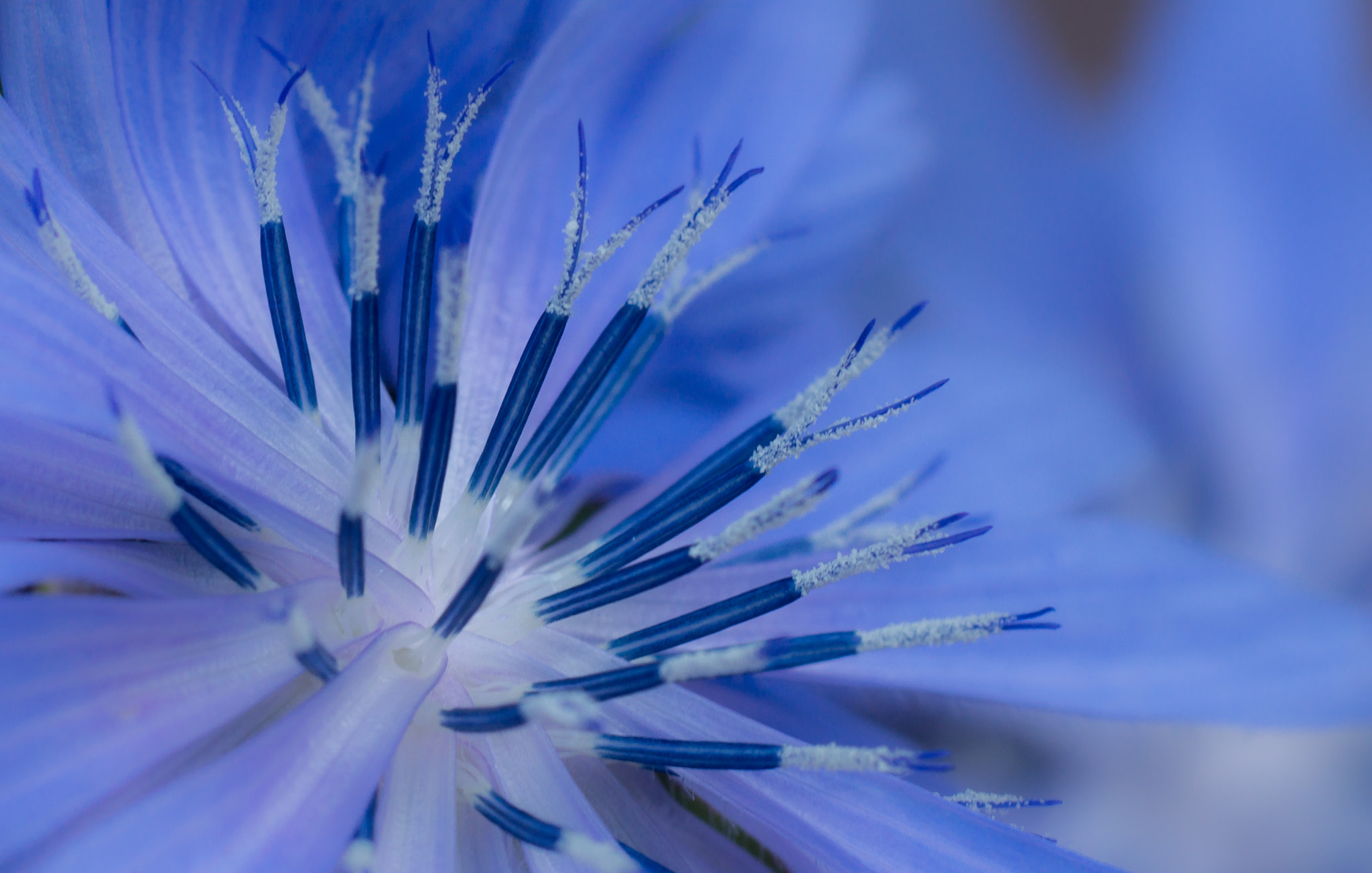 Sony SLT-A77 + Sony 100mm F2.8 Macro sample photo. Chicory. photography