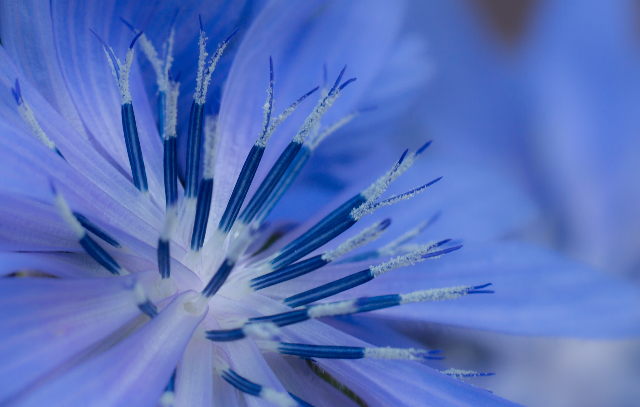 Sony SLT-A77 sample photo. Chicory. photography