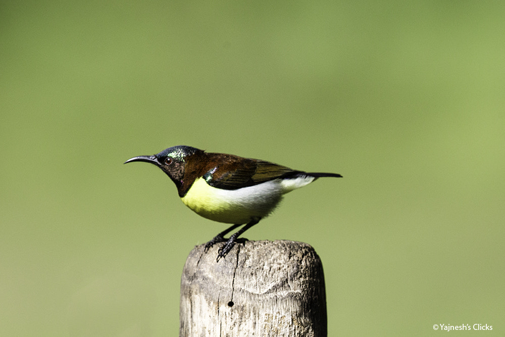 Canon EF 500mm F4L IS II USM sample photo. Purple rumped sunbird male photography