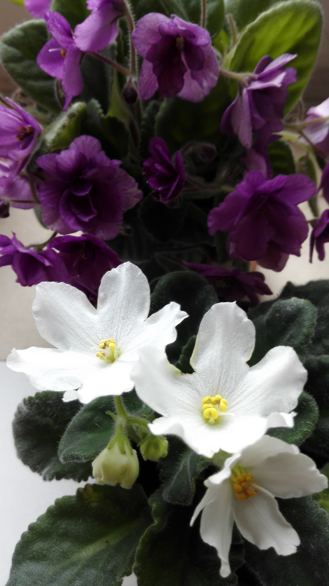 HUAWEI H60-L04 sample photo. Img_20160726_122459.jpg photography