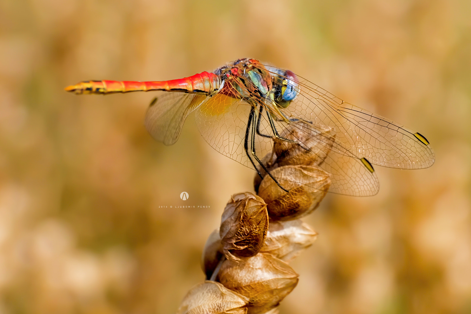ZEISS Touit 50mm F2.8 sample photo. Red odonata 2 (aeshna) photography