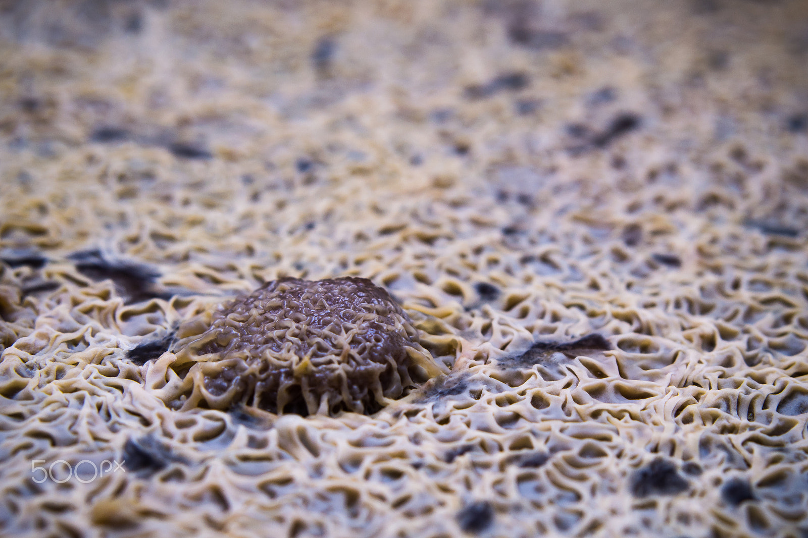 AF Zoom-Nikkor 35-80mm f/4-5.6D sample photo. Mold photography