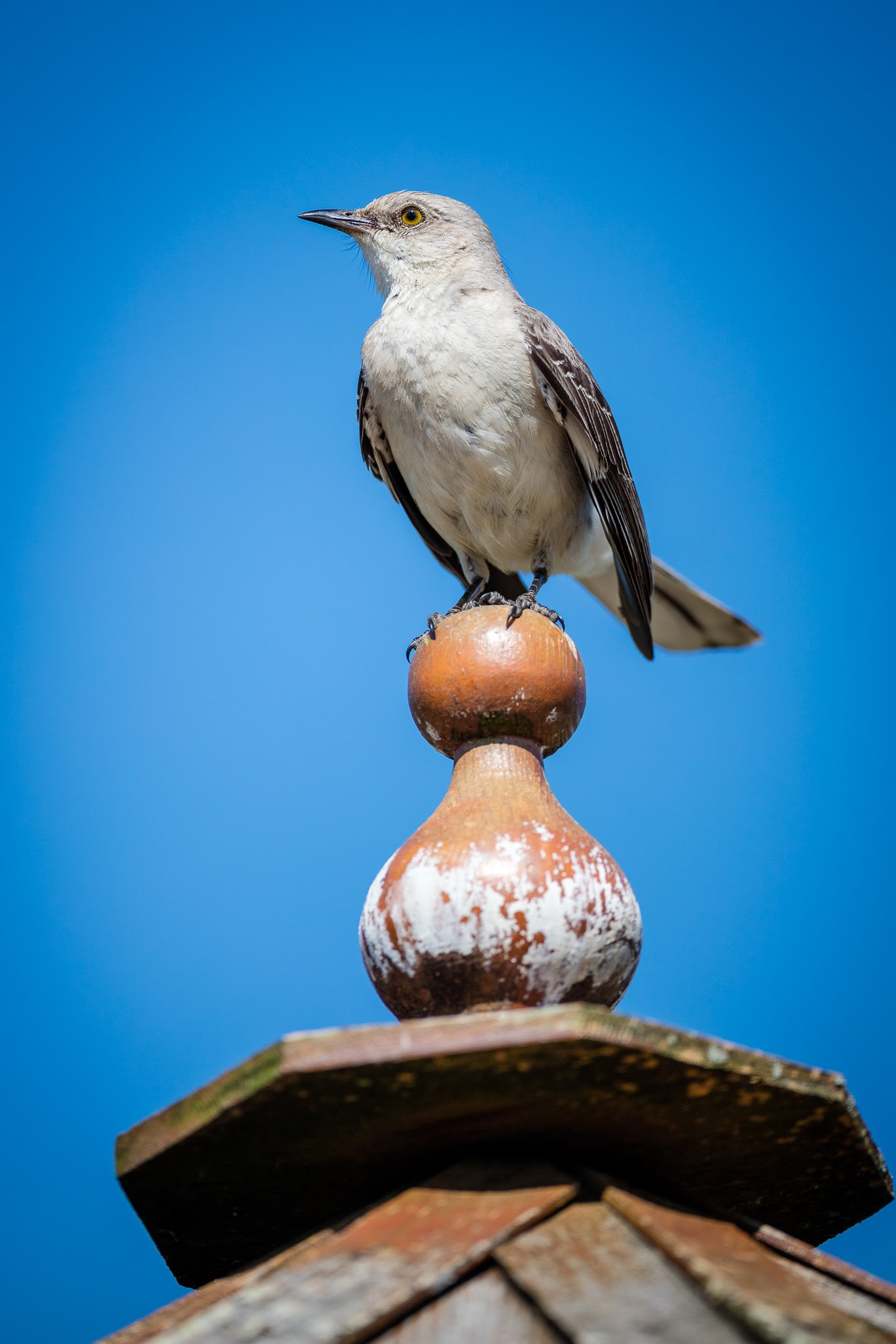 Canon EOS 5DS R + Canon EF 500mm F4L IS USM sample photo. Portrait of a northern mockingbird photography