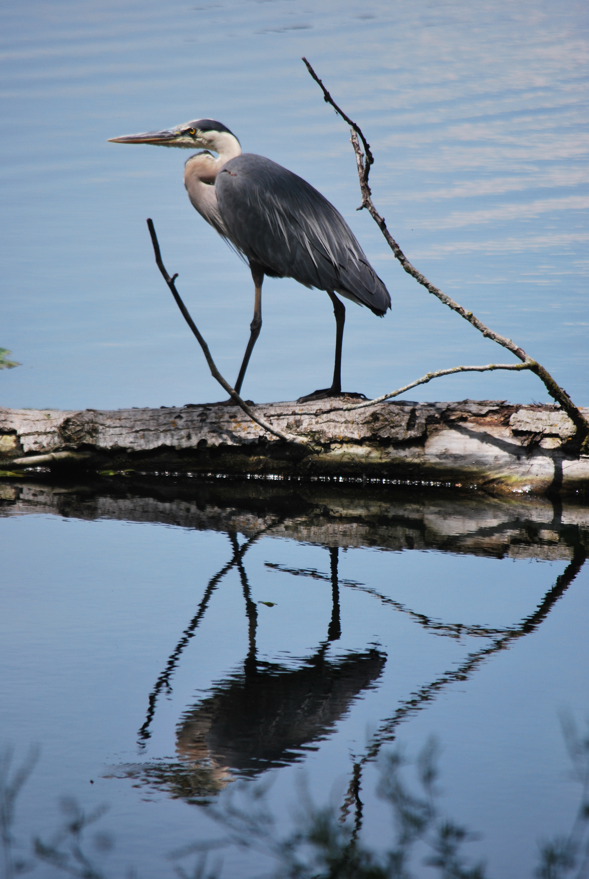 Nikon D60 sample photo. Blue heron on a log photography