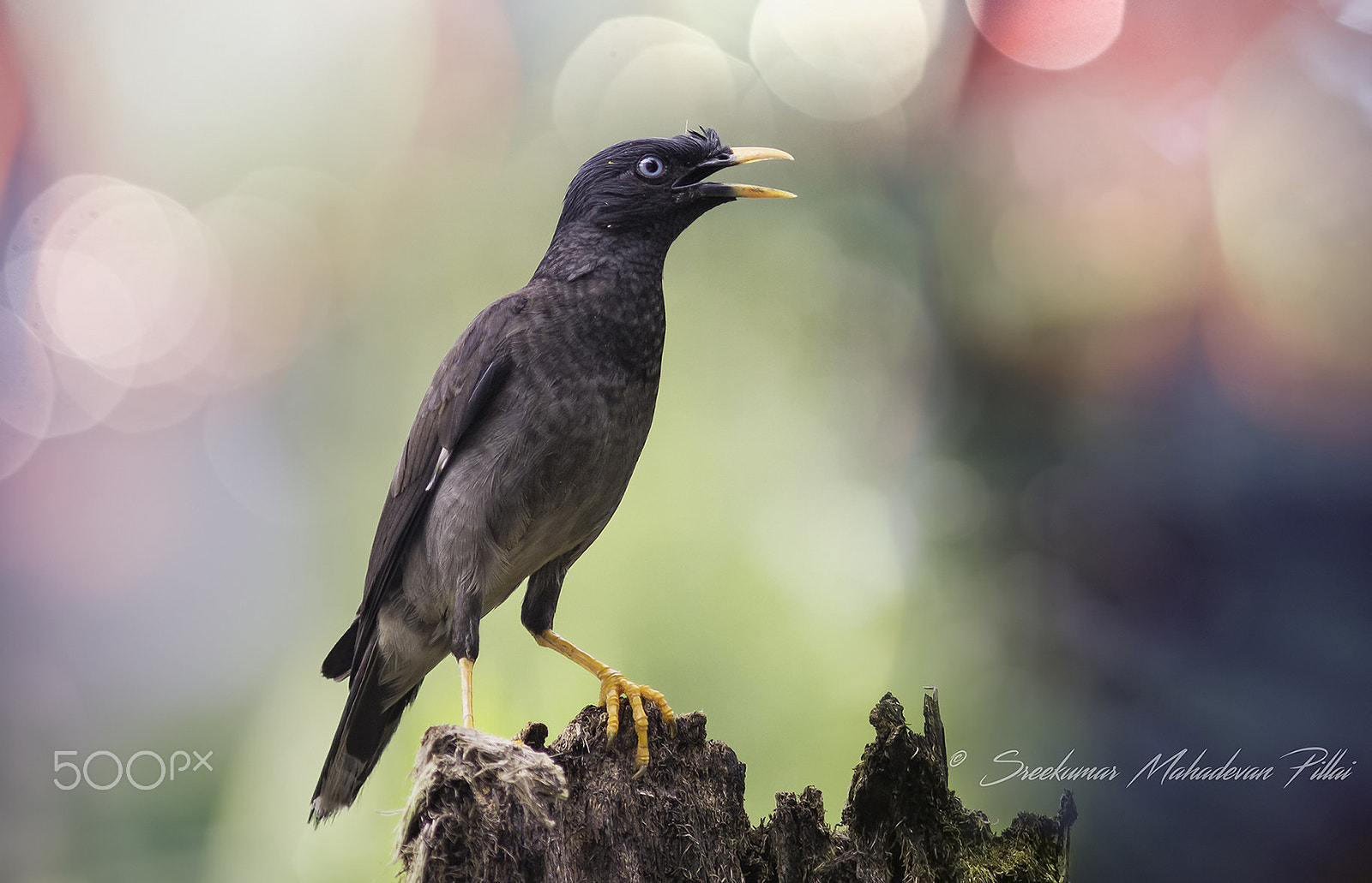 Canon EF 300mm F4L IS USM sample photo. Mynah photography