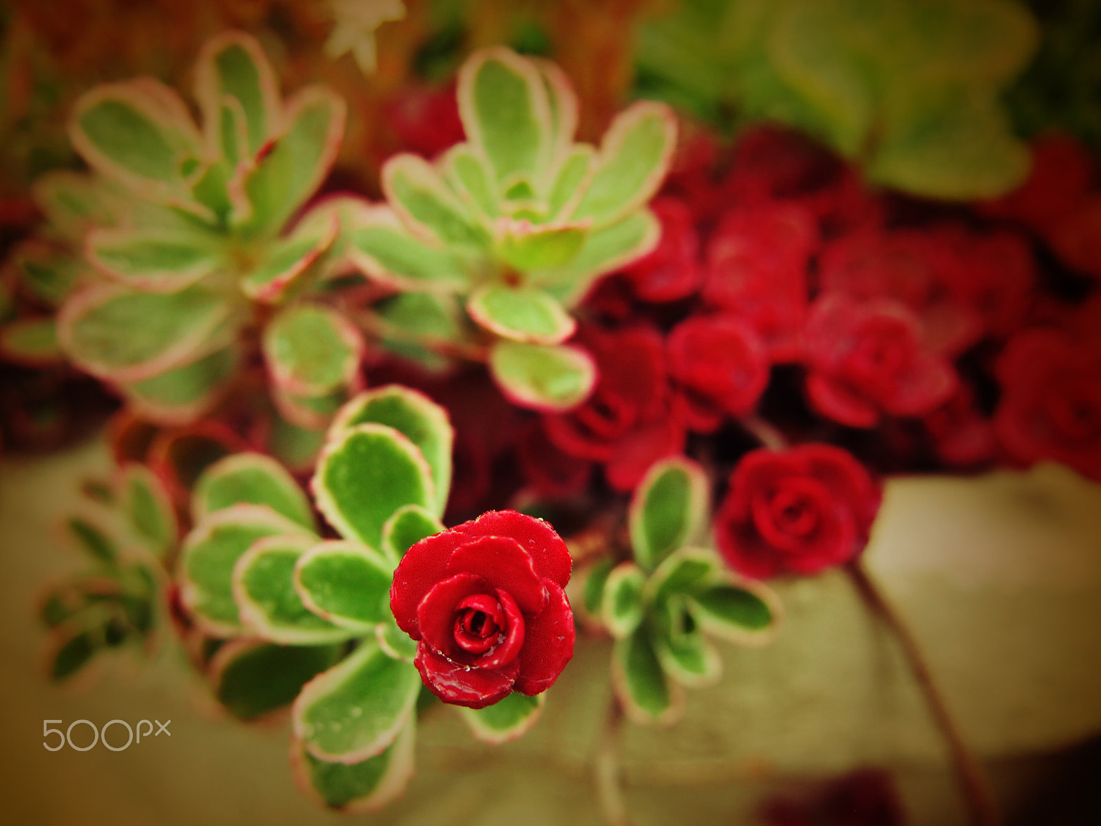 Olympus PEN E-PM1 sample photo. Succulent plant photography