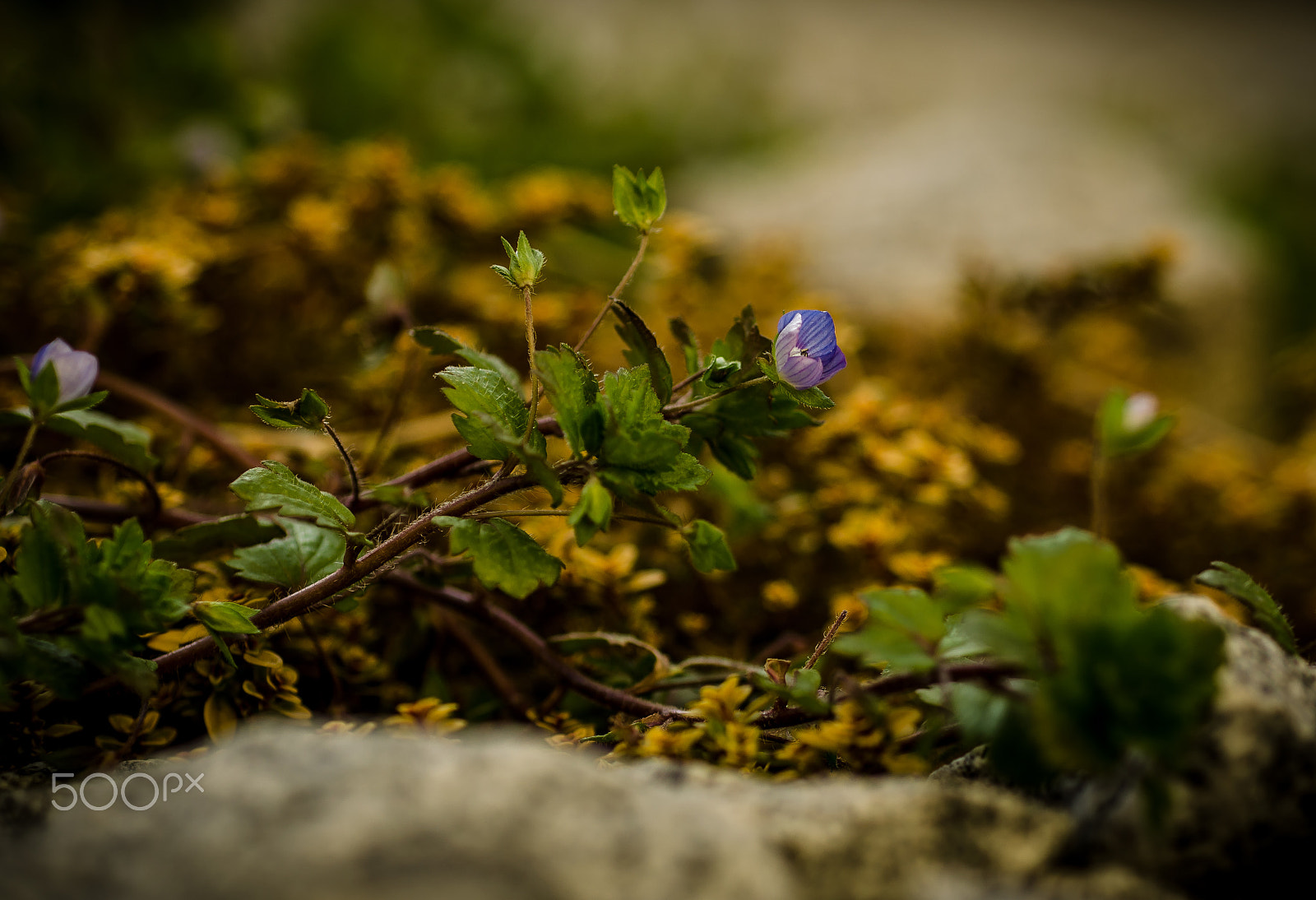 Nikon D5100 + Nikon AF Micro-Nikkor 60mm F2.8D sample photo. Rockery flower photography