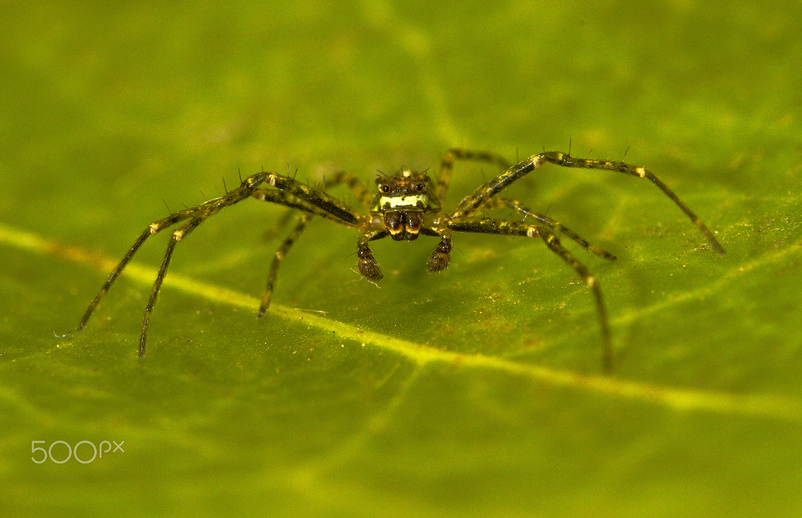 Canon EF 180mm F3.5L Macro USM sample photo. Araña de los pinos photography