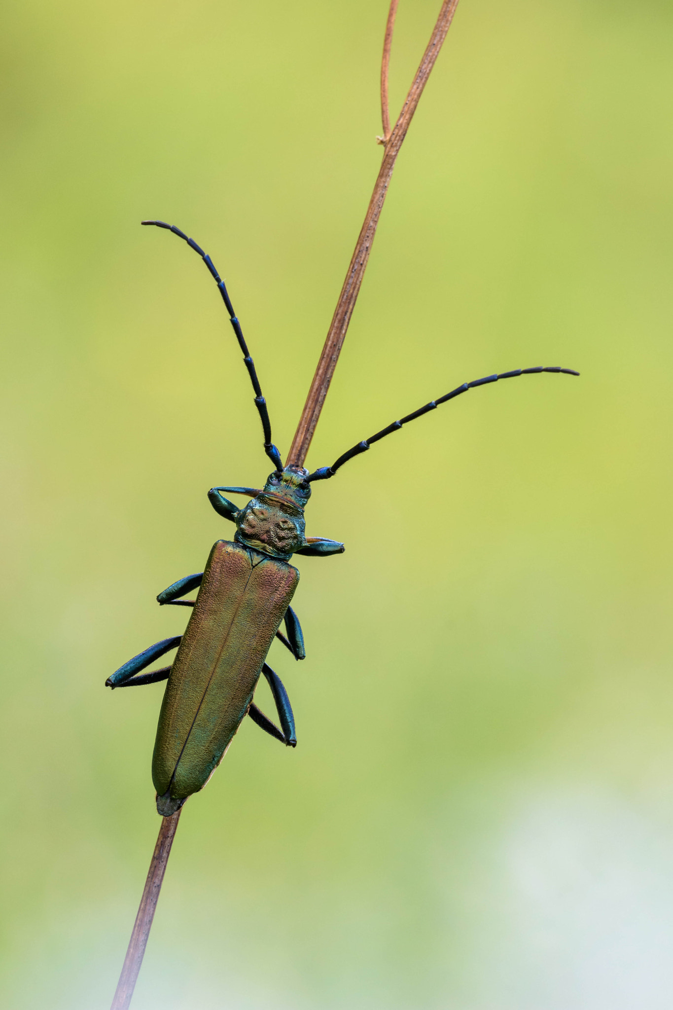 Sigma 150mm F2.8 EX DG Macro HSM sample photo. Aromia moschata photography