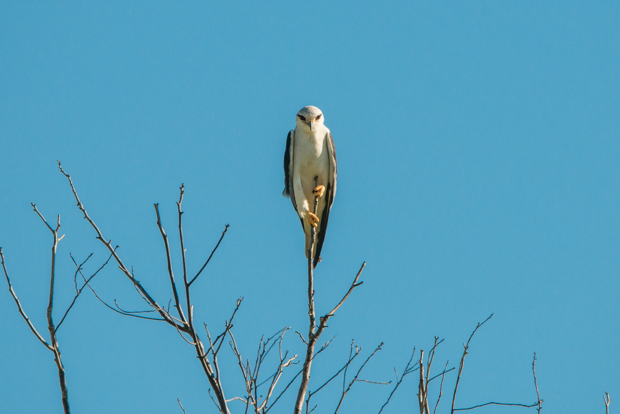 Nikon D800E sample photo. Elanus caeruleus photography