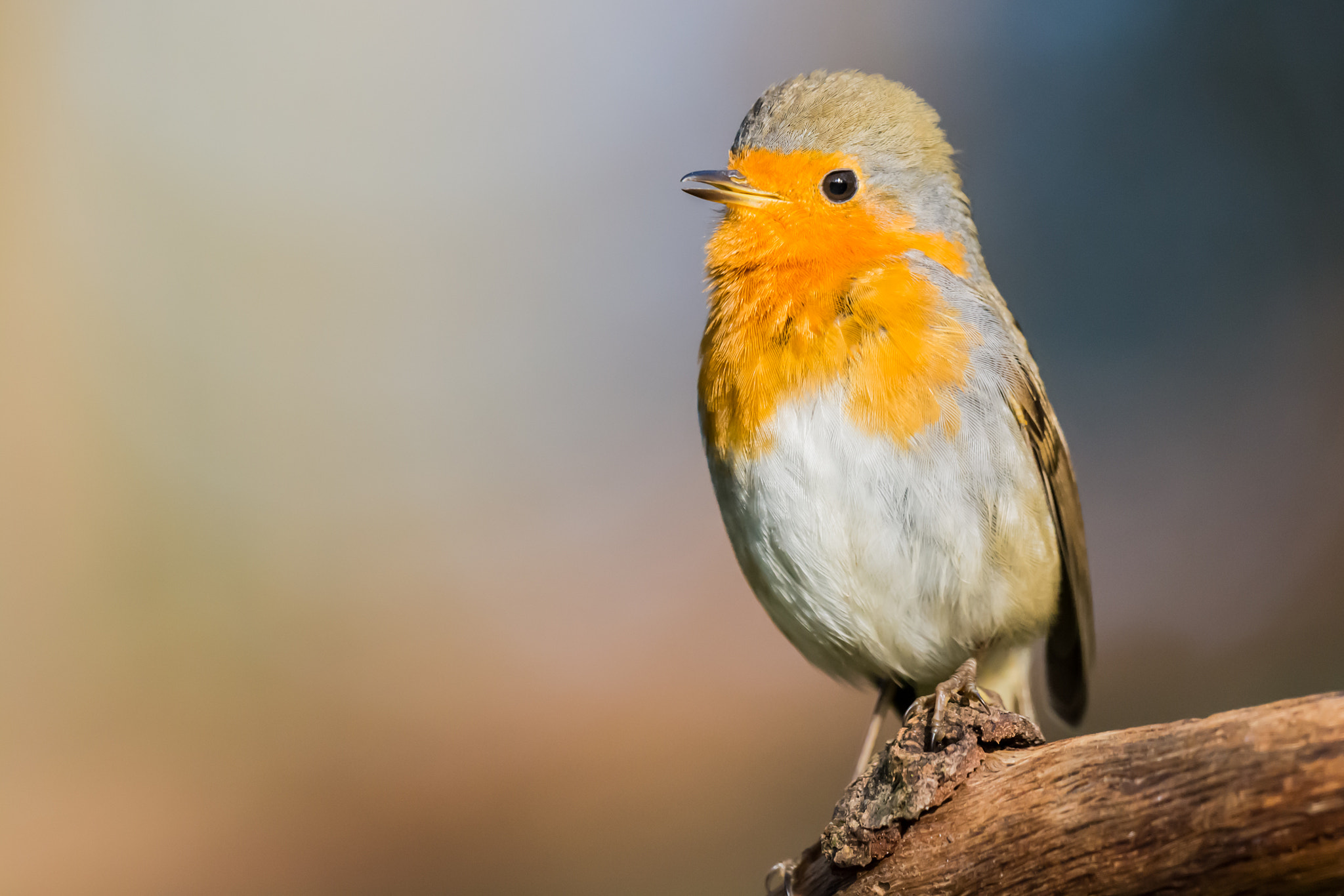 Nikon D7100 + Nikon AF-S Nikkor 500mm F4G ED VR sample photo. Roodborst - robin photography