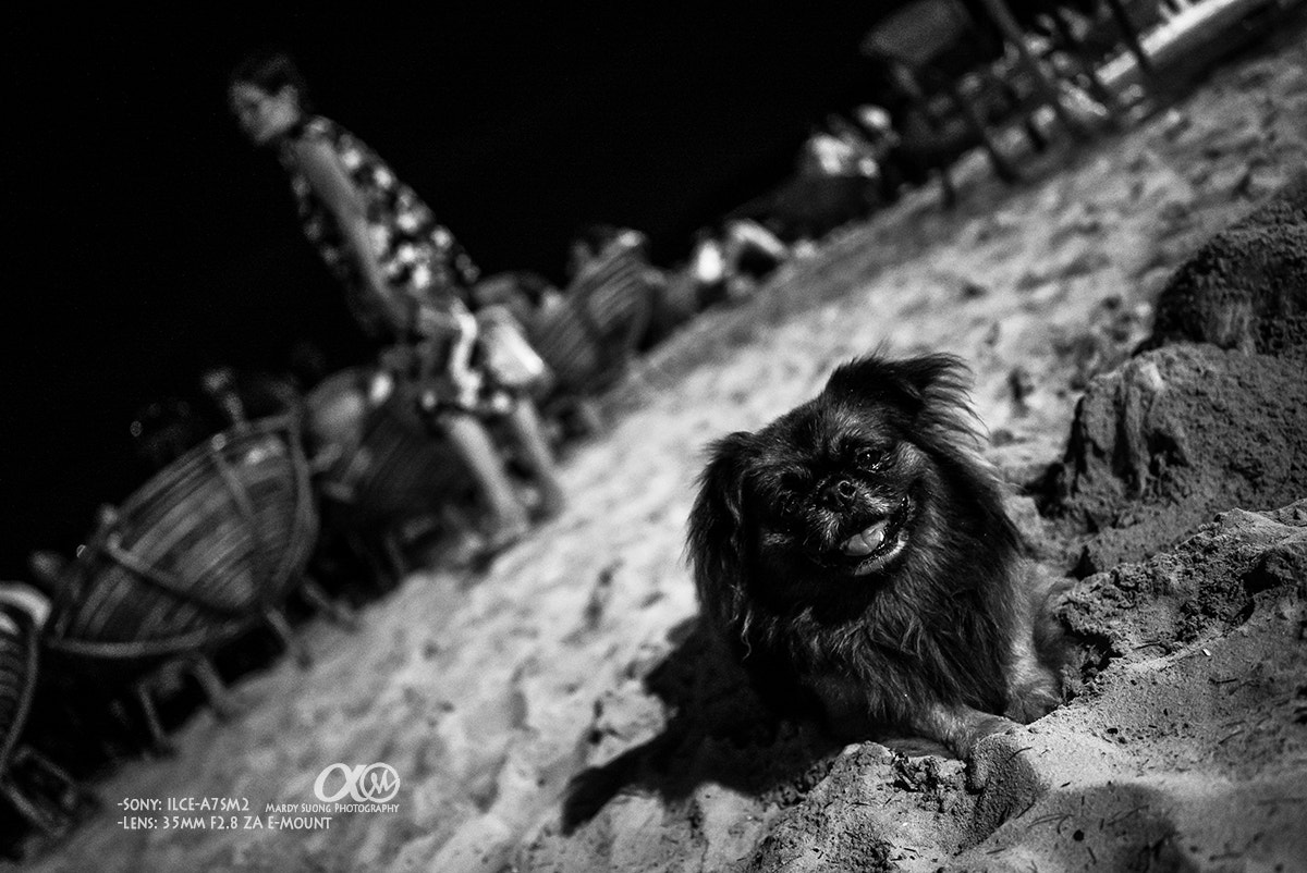 Sony a7S II + Sony Sonnar T* FE 35mm F2.8 ZA sample photo. Bodyguard ! photography