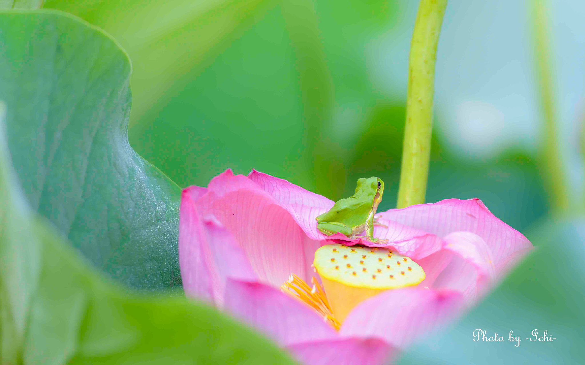 Sigma 150mm F2.8 EX DG Macro HSM sample photo. Waiting for you. photography