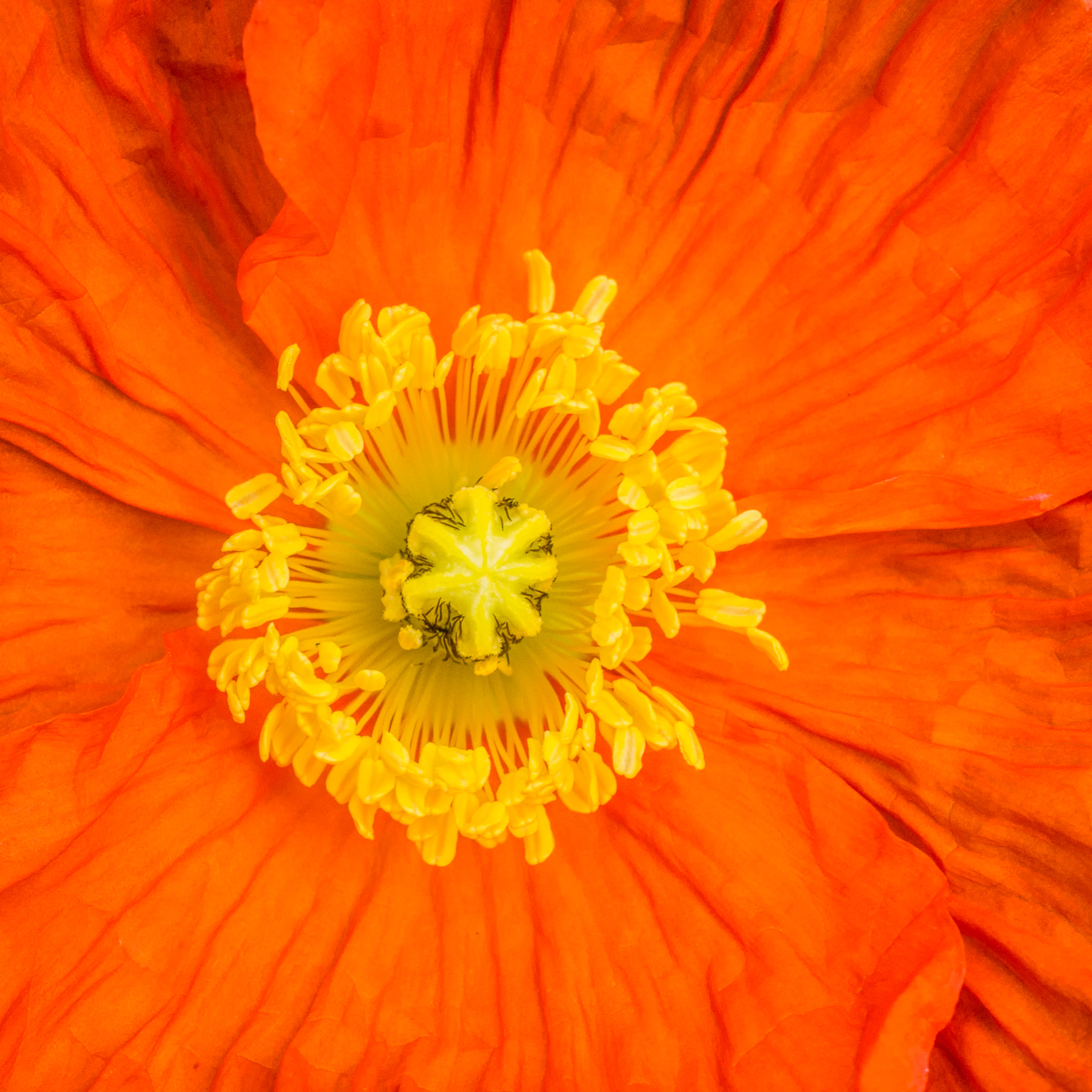 Pentax K-5 + smc PENTAX-F MACRO 50mm F2.8 sample photo. The heart of the matter photography