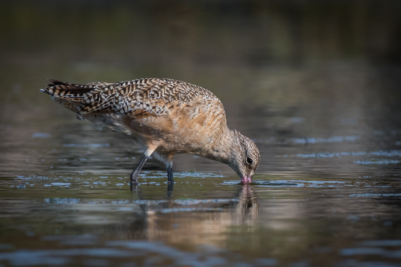 Nikon D500 + Nikon AF-S Nikkor 300mm F4D ED-IF sample photo. Marbled godwit feeding photography